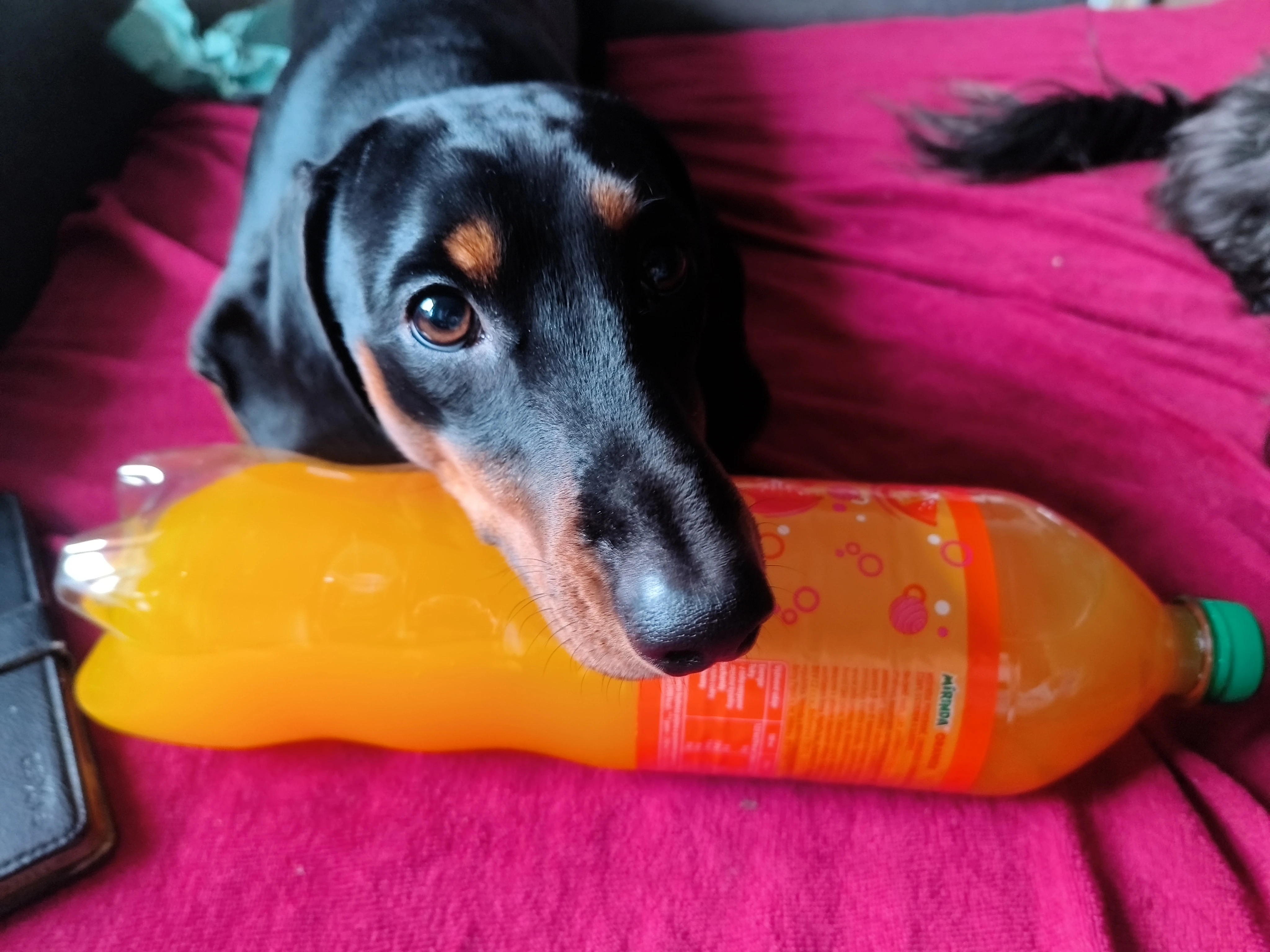 Jezevčík standard 2.5 roku