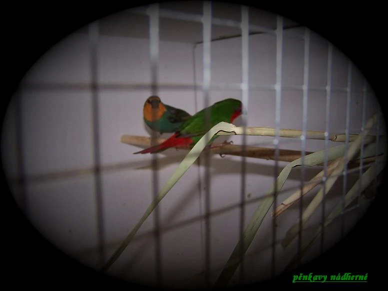 Amada Červenohlavá