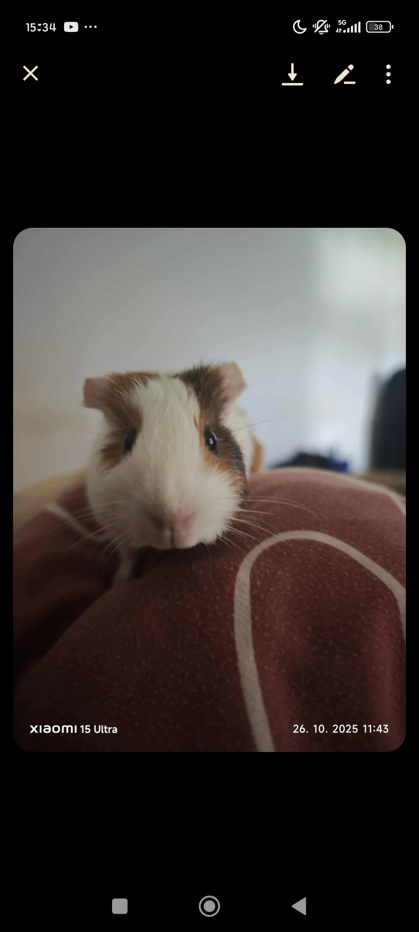 Daruji morčatko samce