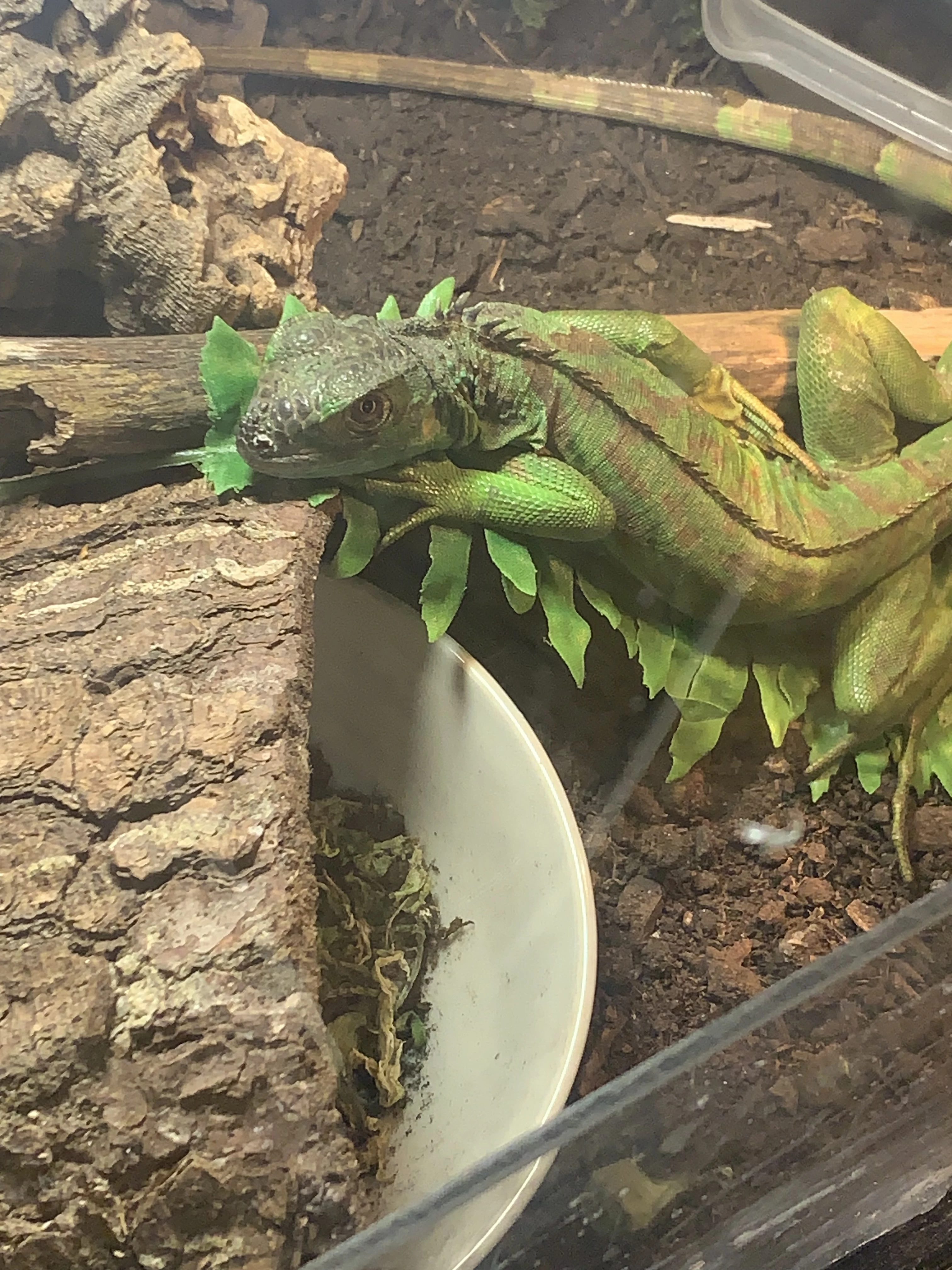 Prodám mládě leguána zeleného (stále v prodeji)