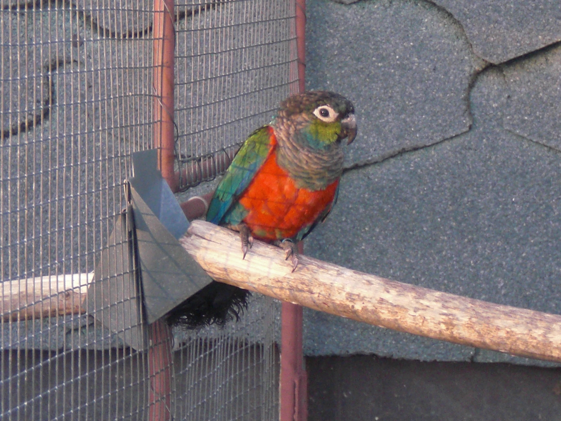 Pyrura červenobřichý