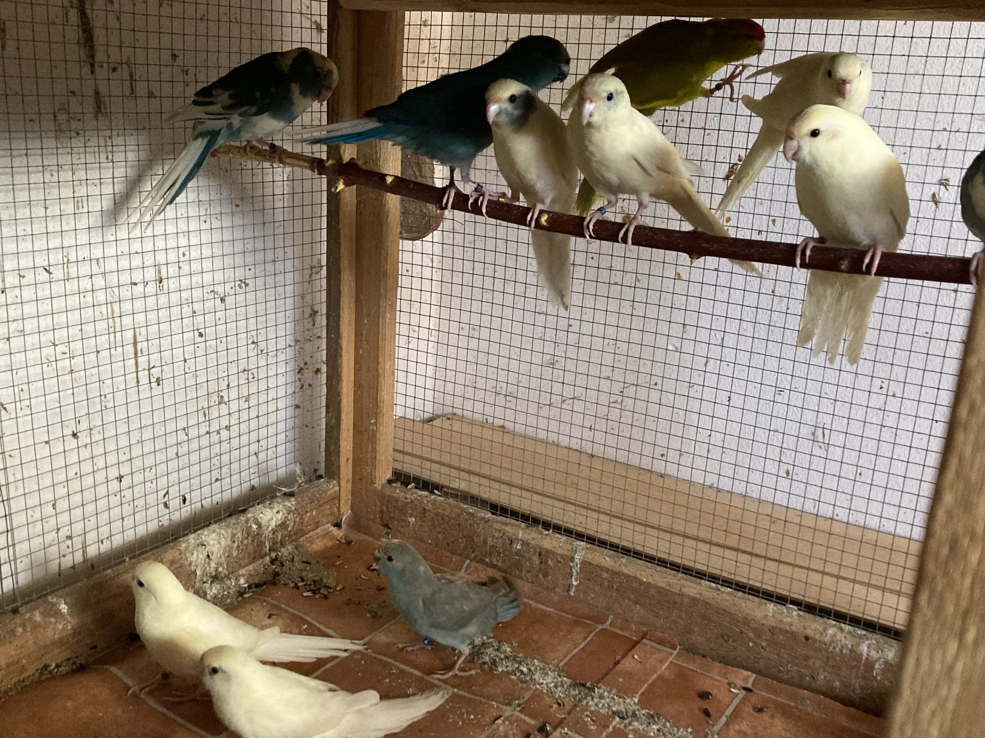 Kakariki červenočelý