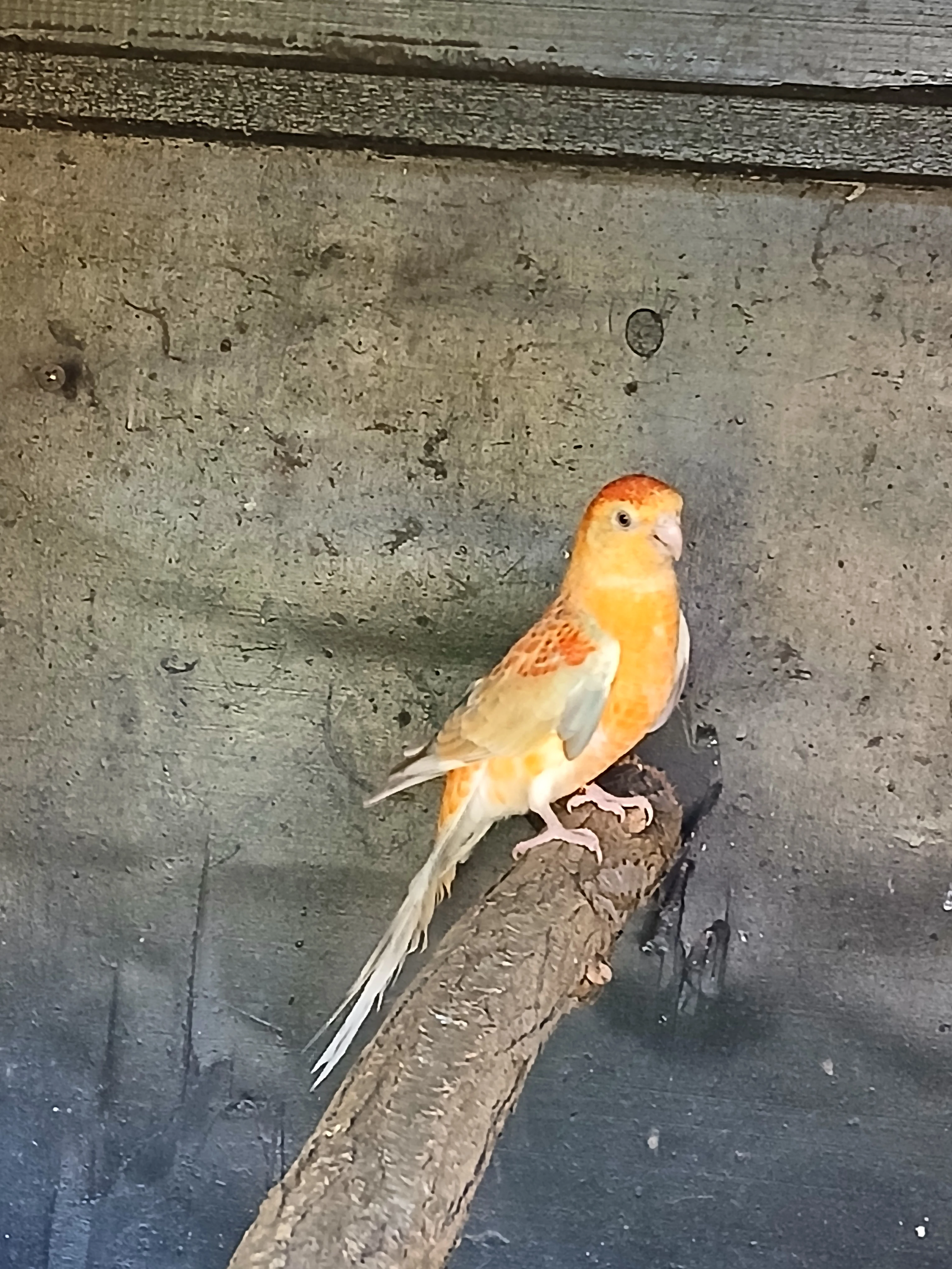 Prodám, kakariky, papouška zpěvavého