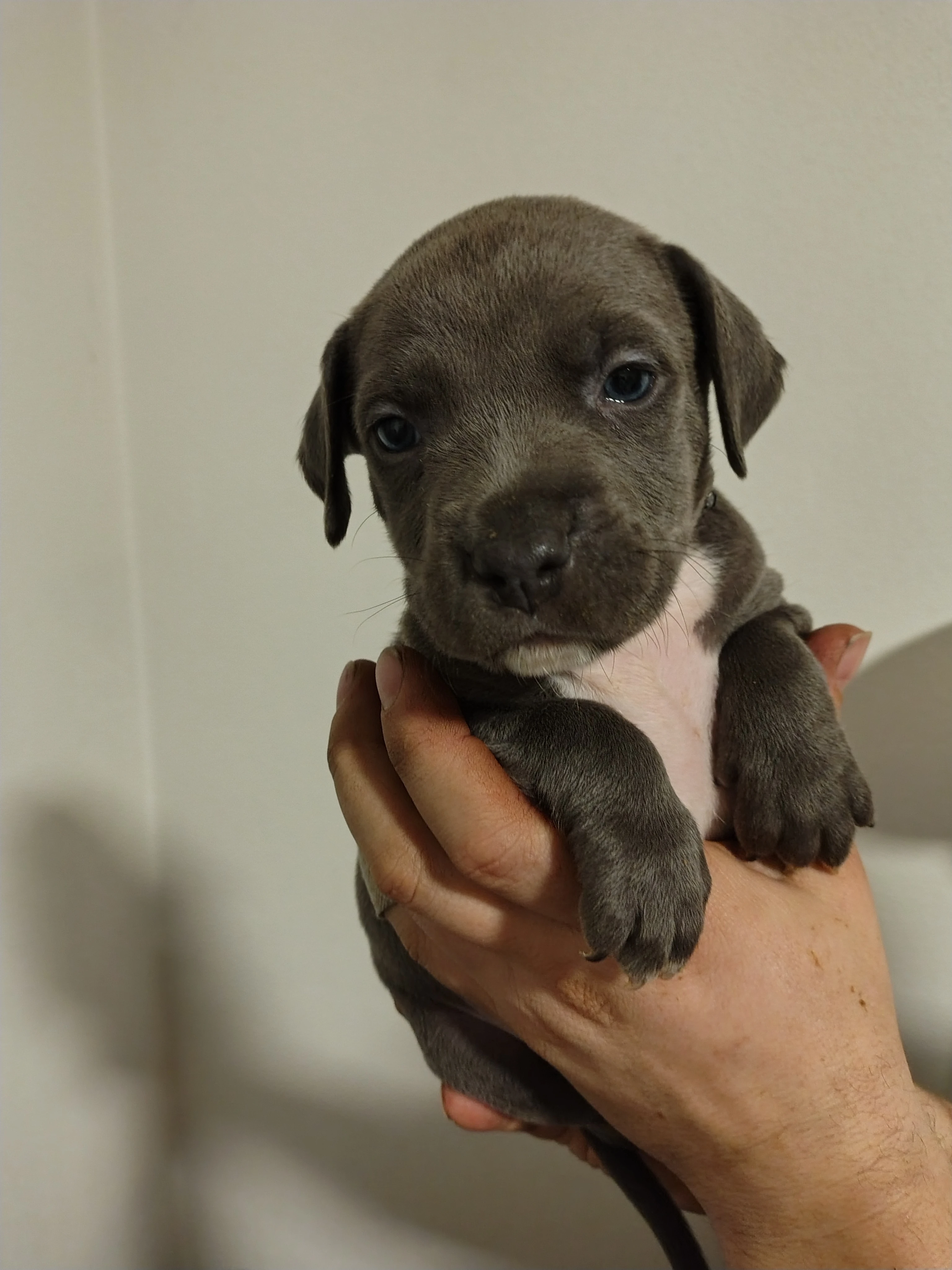 Americký stafordšírský teriér