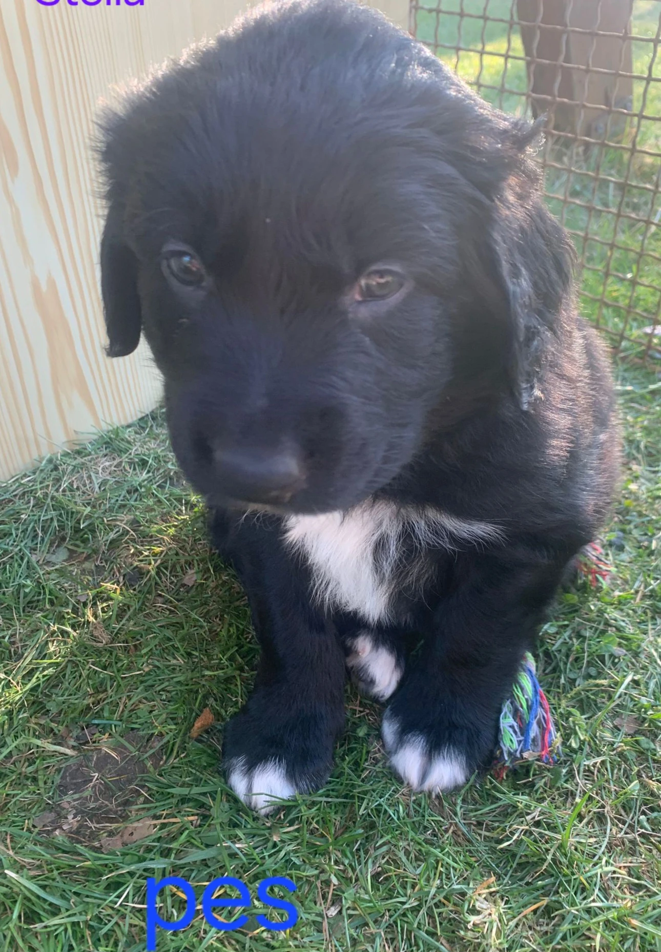 Poslední pejsek Borador