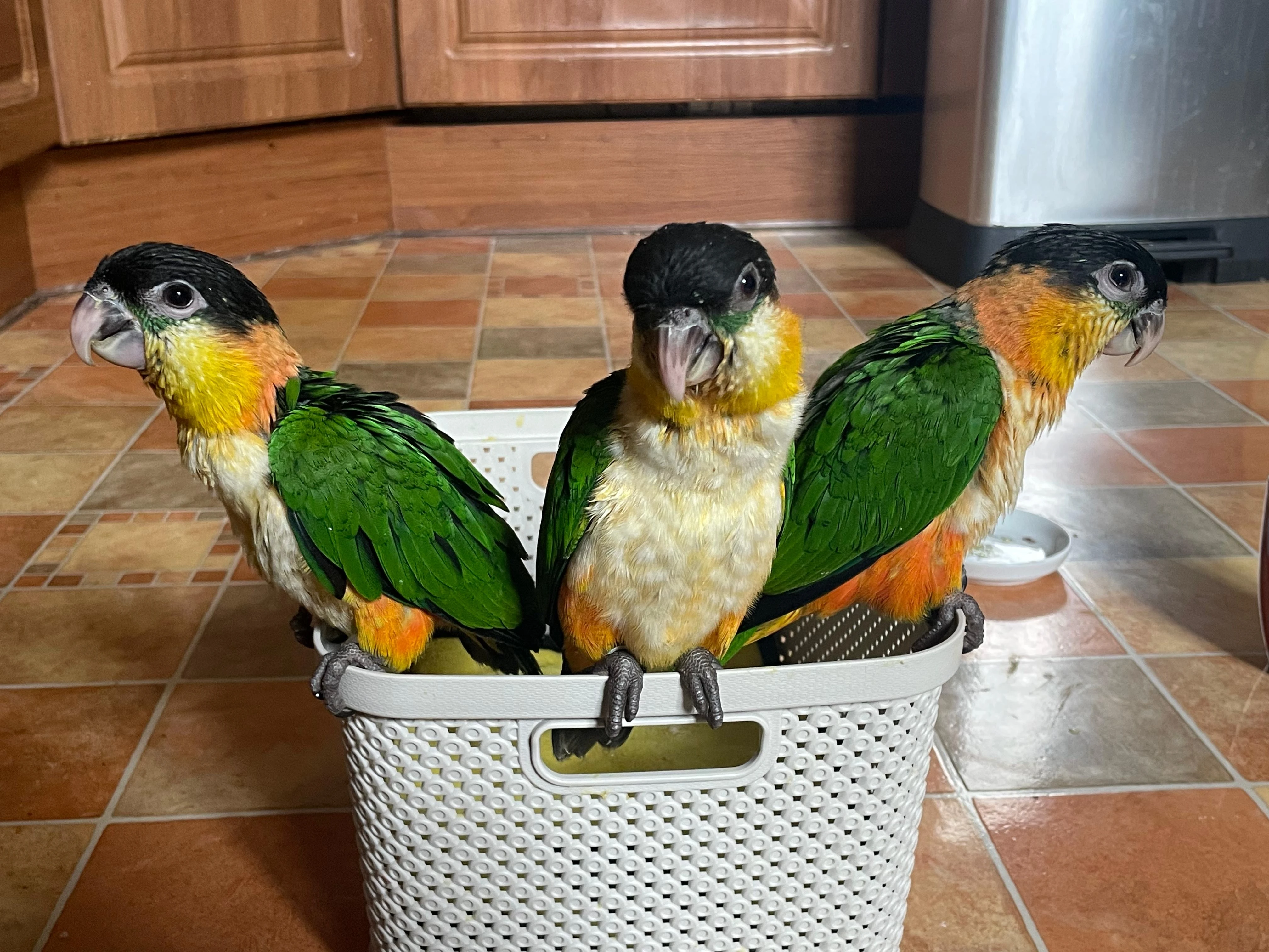 Prodám ručně dokrmované vymazlené mláďata