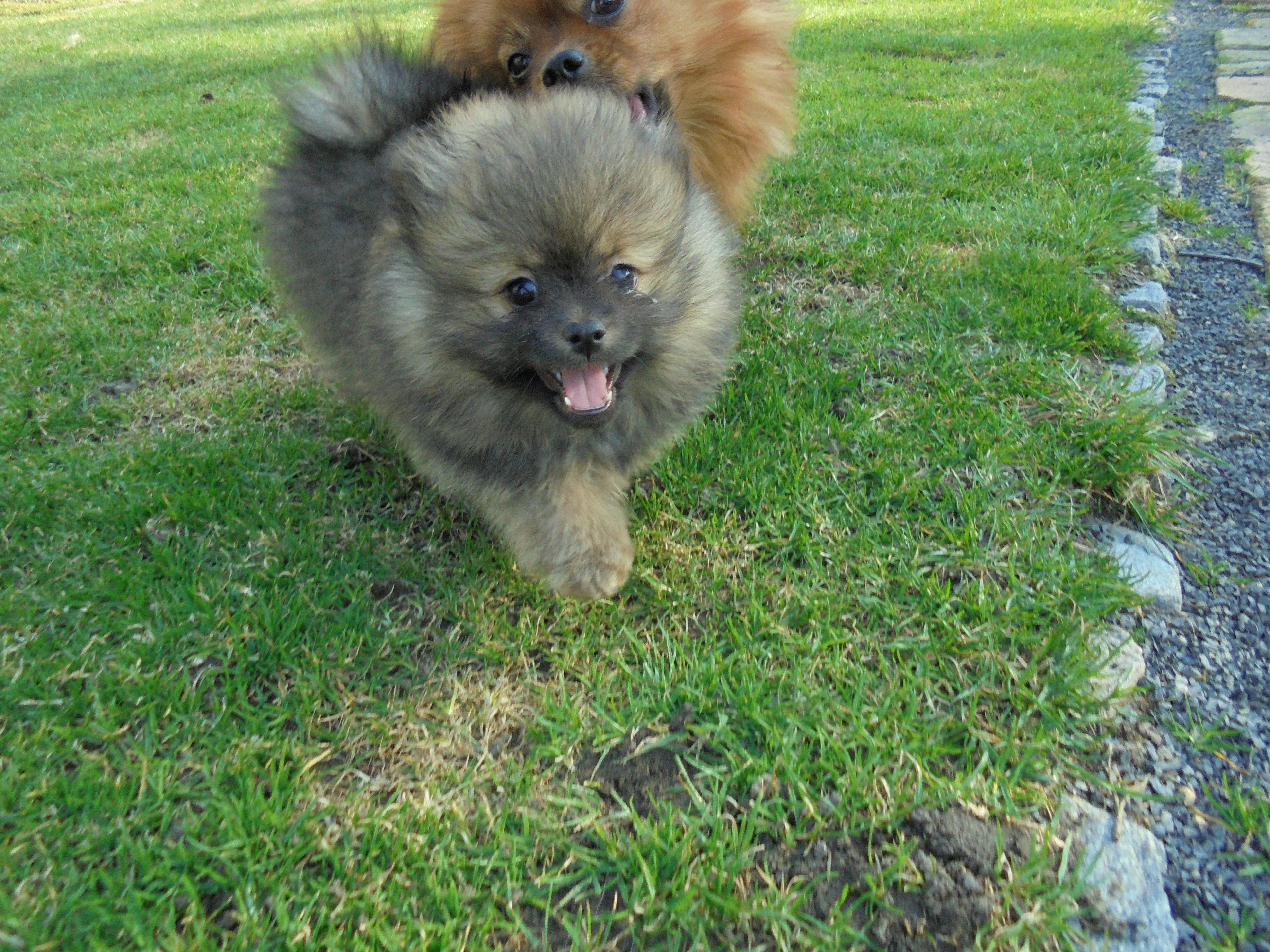 Německý špic malý s PP FCI