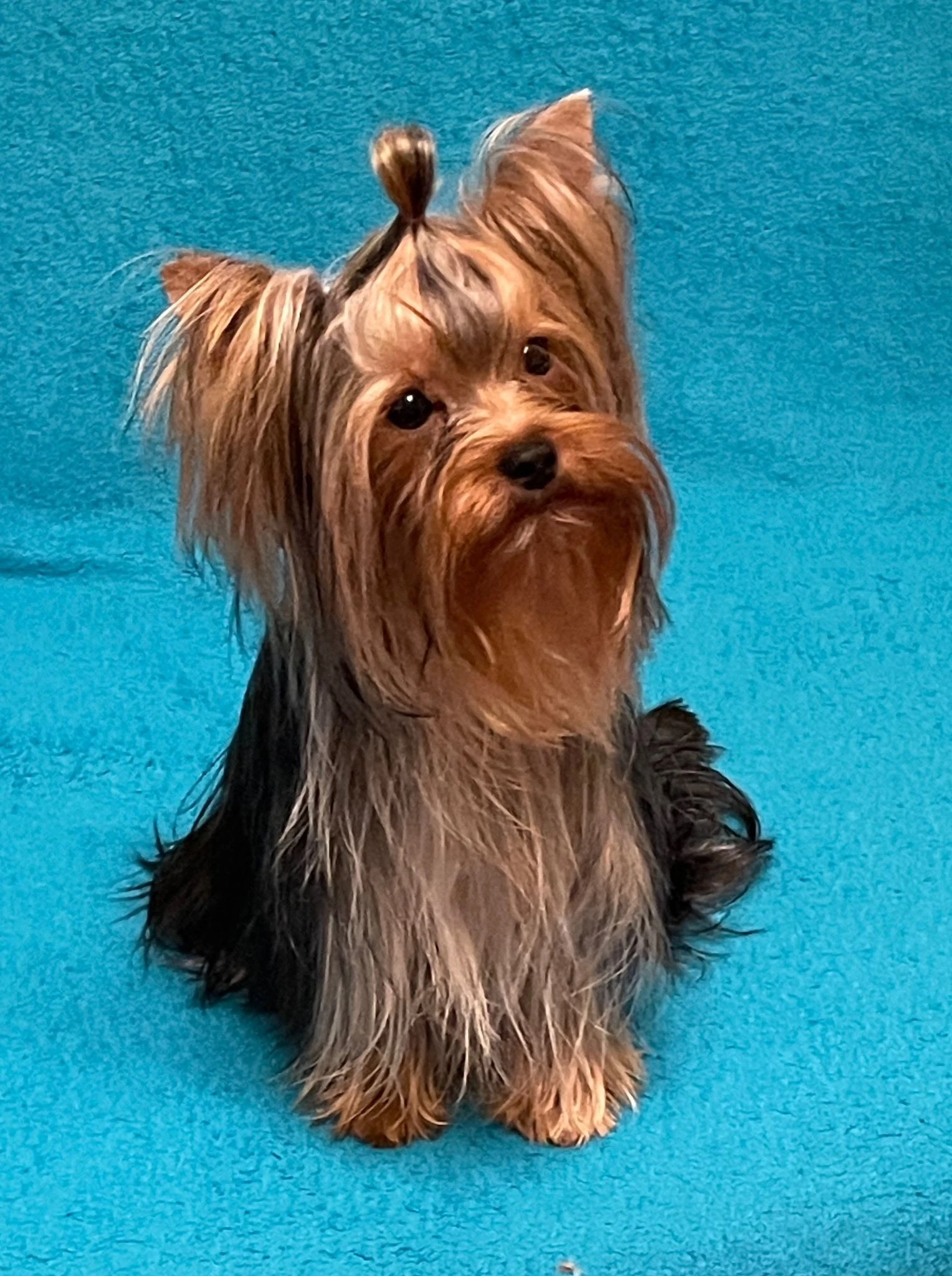 Jorkšírský teriér s PP