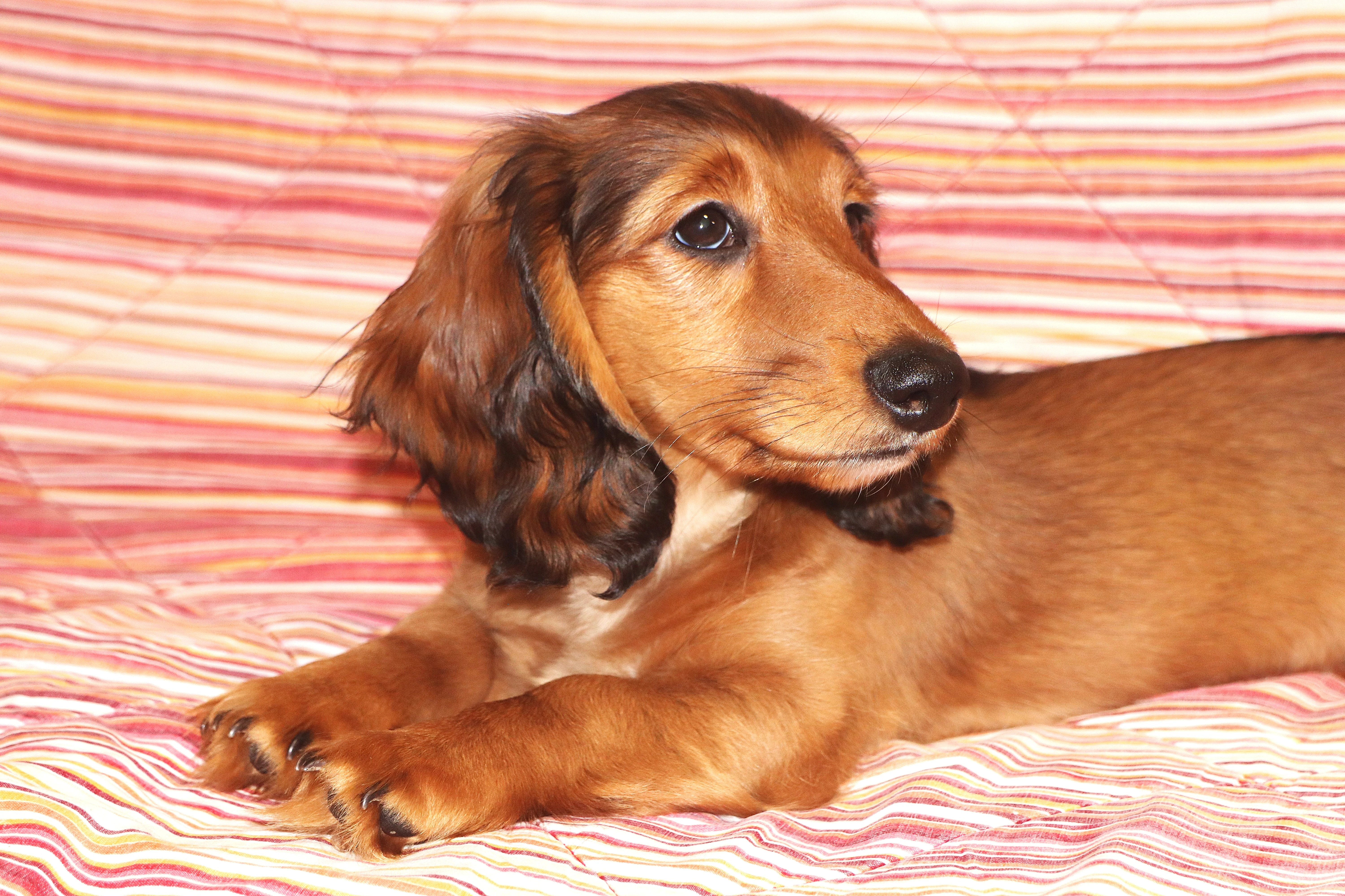 Trpasličí jezevčík dlouhosrstý s PP