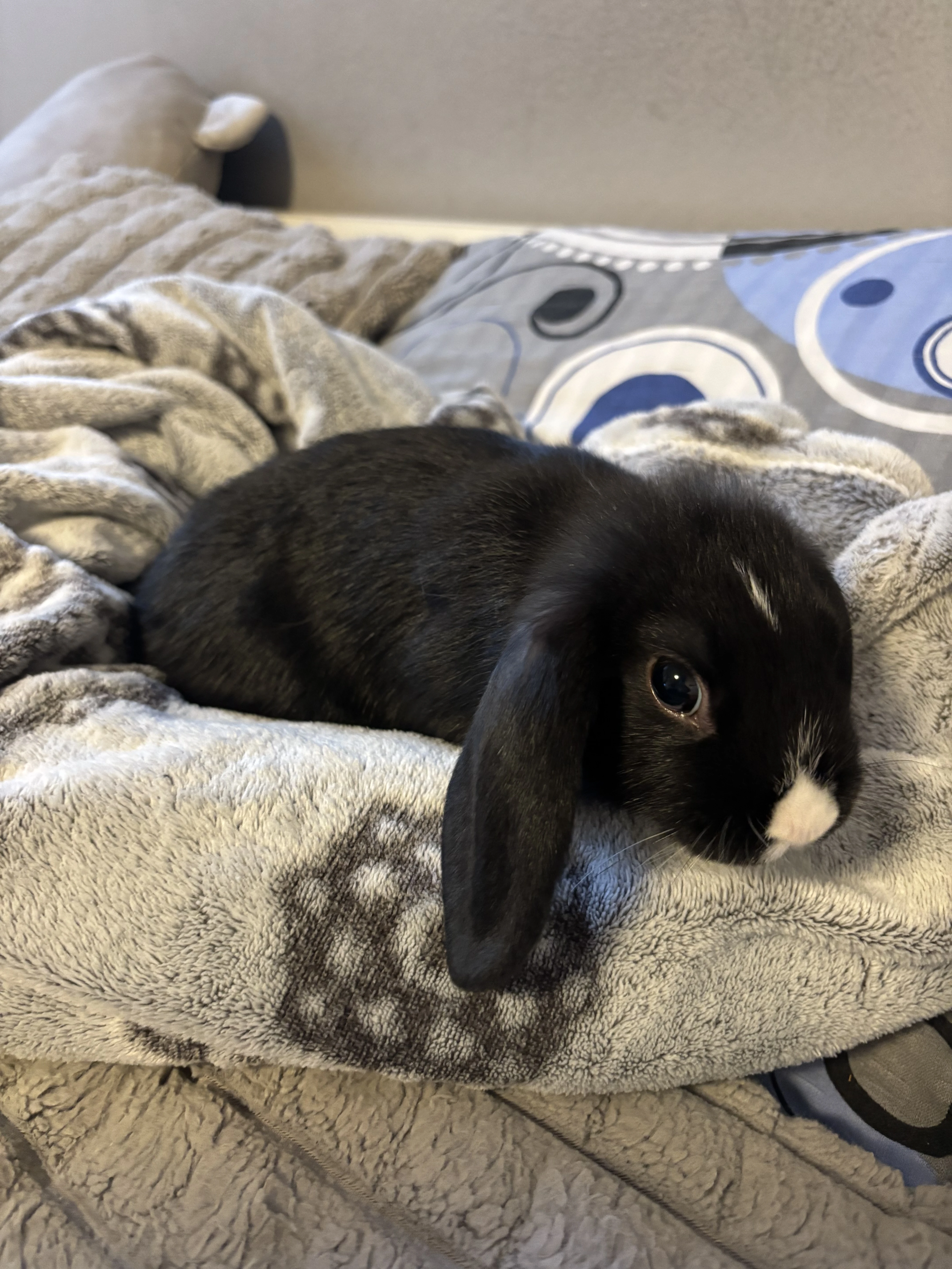 Zakrslý králíček- beránek