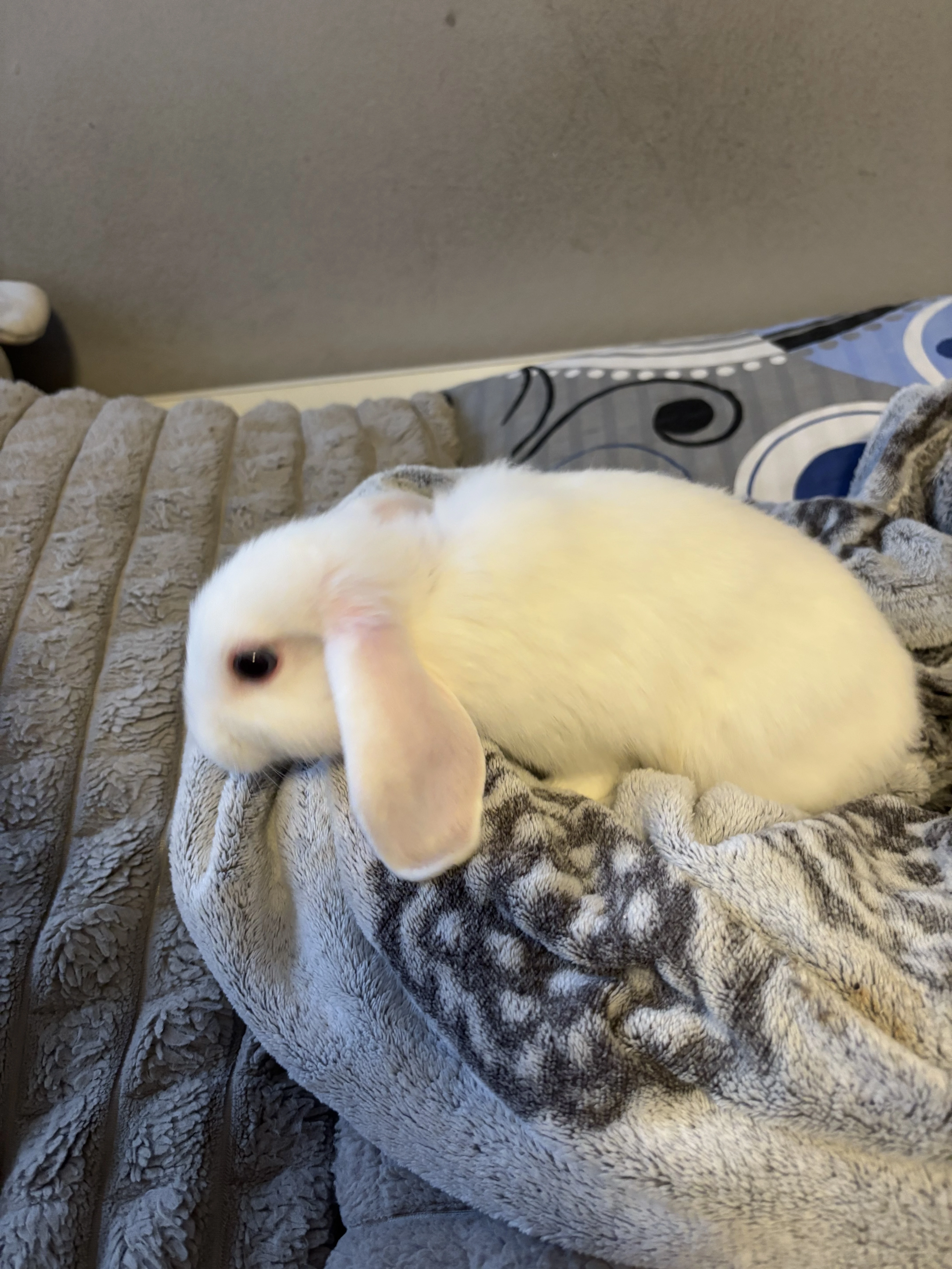 Zakrslý králíček- beránek