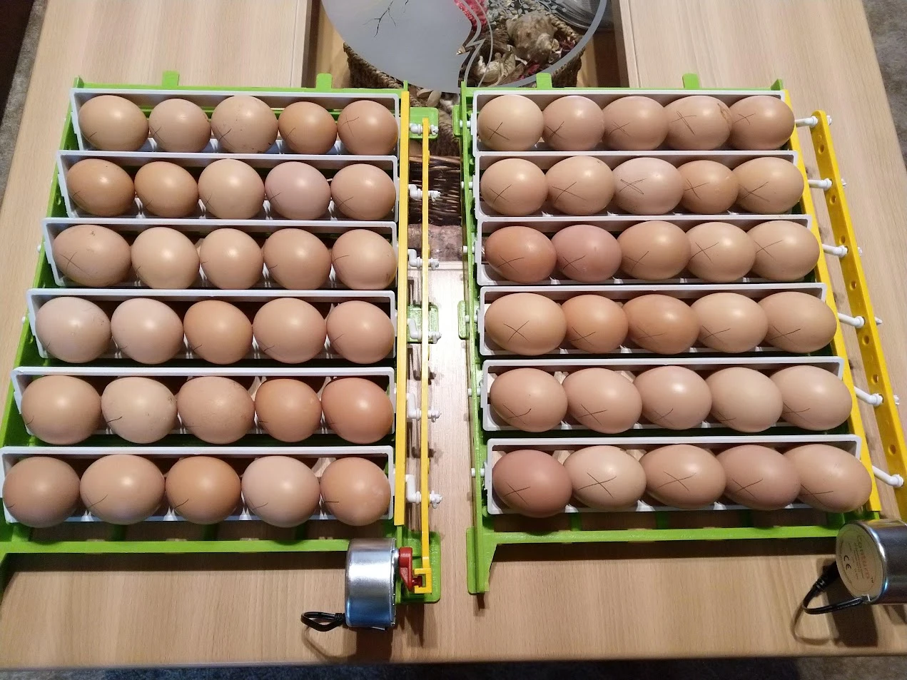 Volné místo v líhni