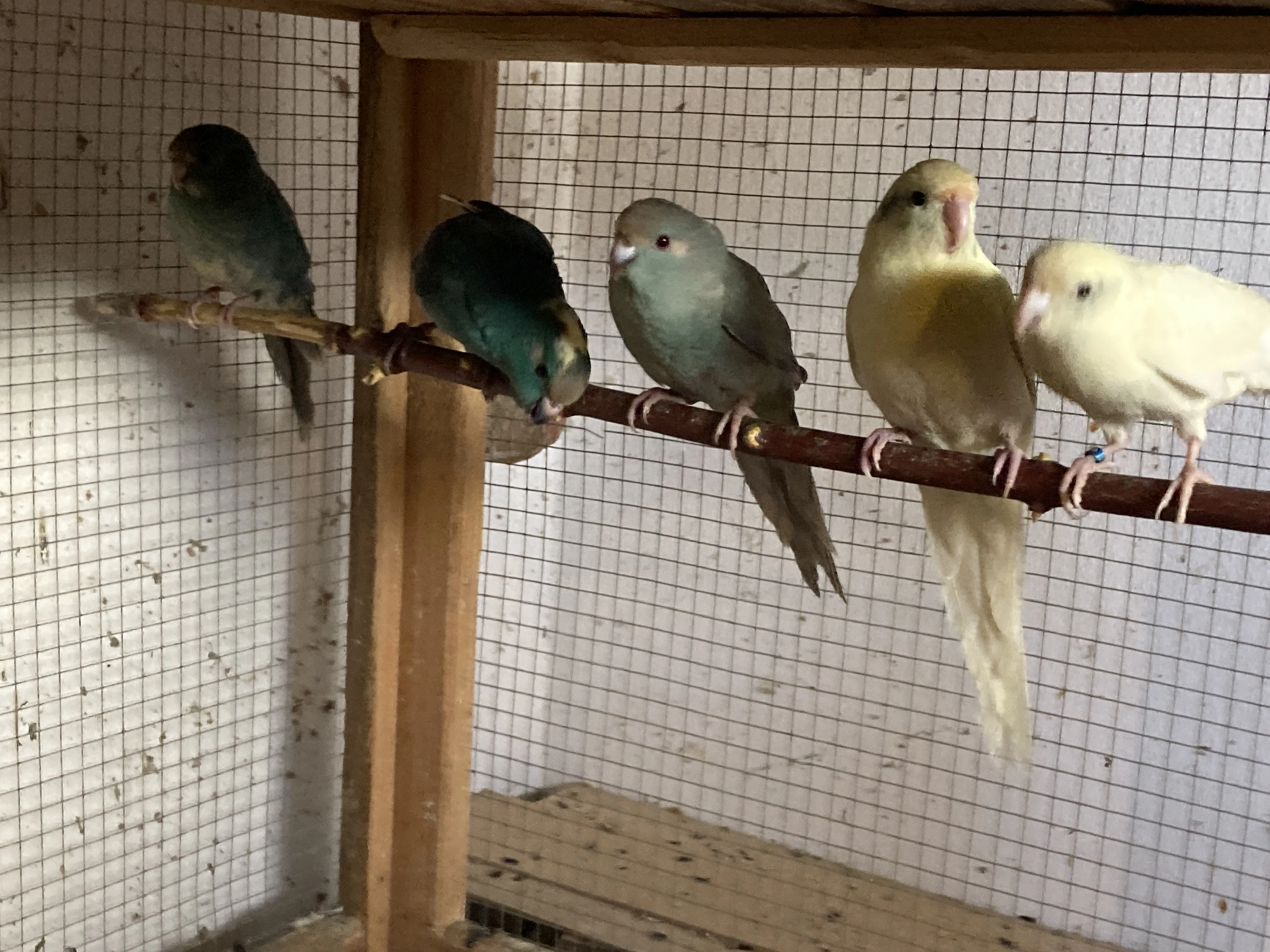 Kakariki červenočelý