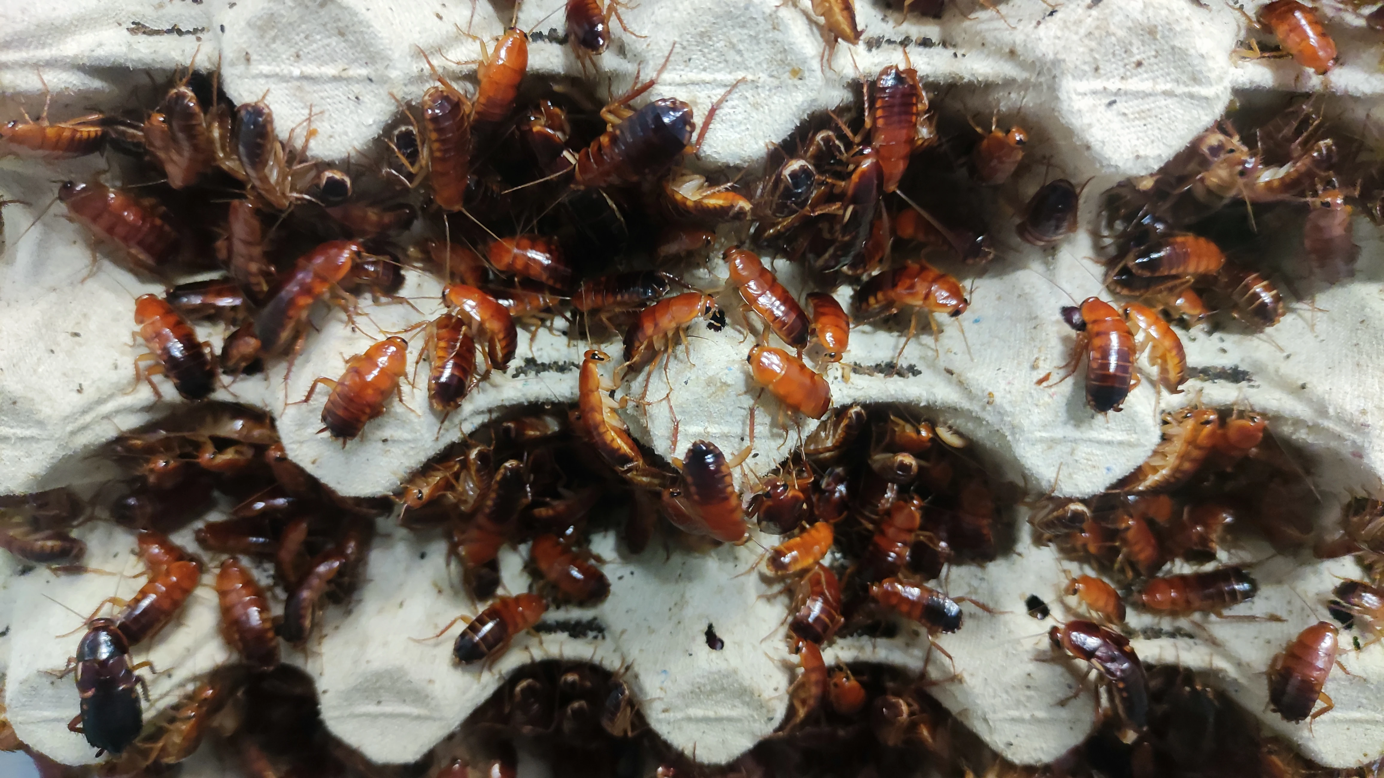 Prodám 3l švába turkistánského (750,-)