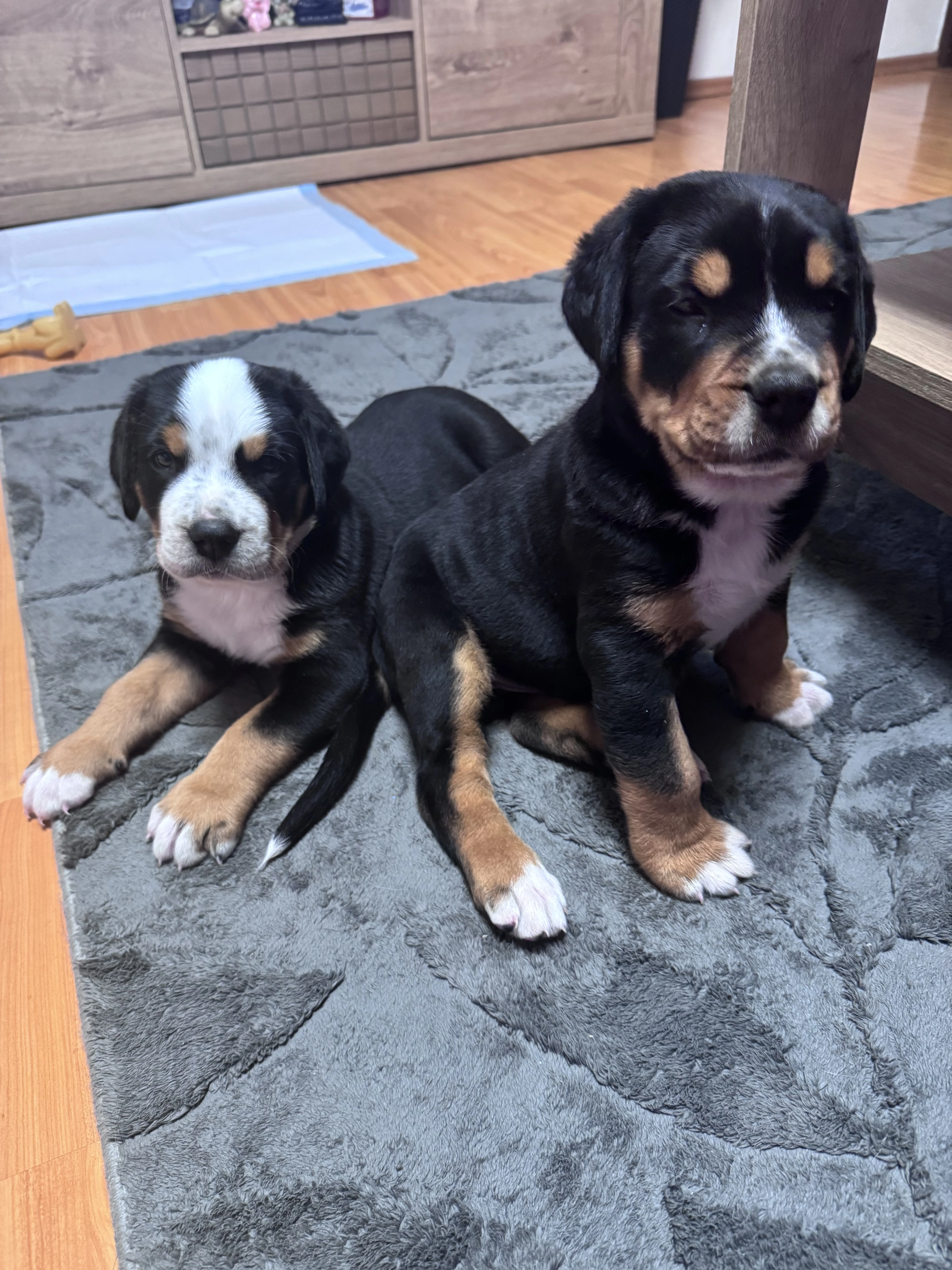 Štěňátka velký švýcarský salašnický pes