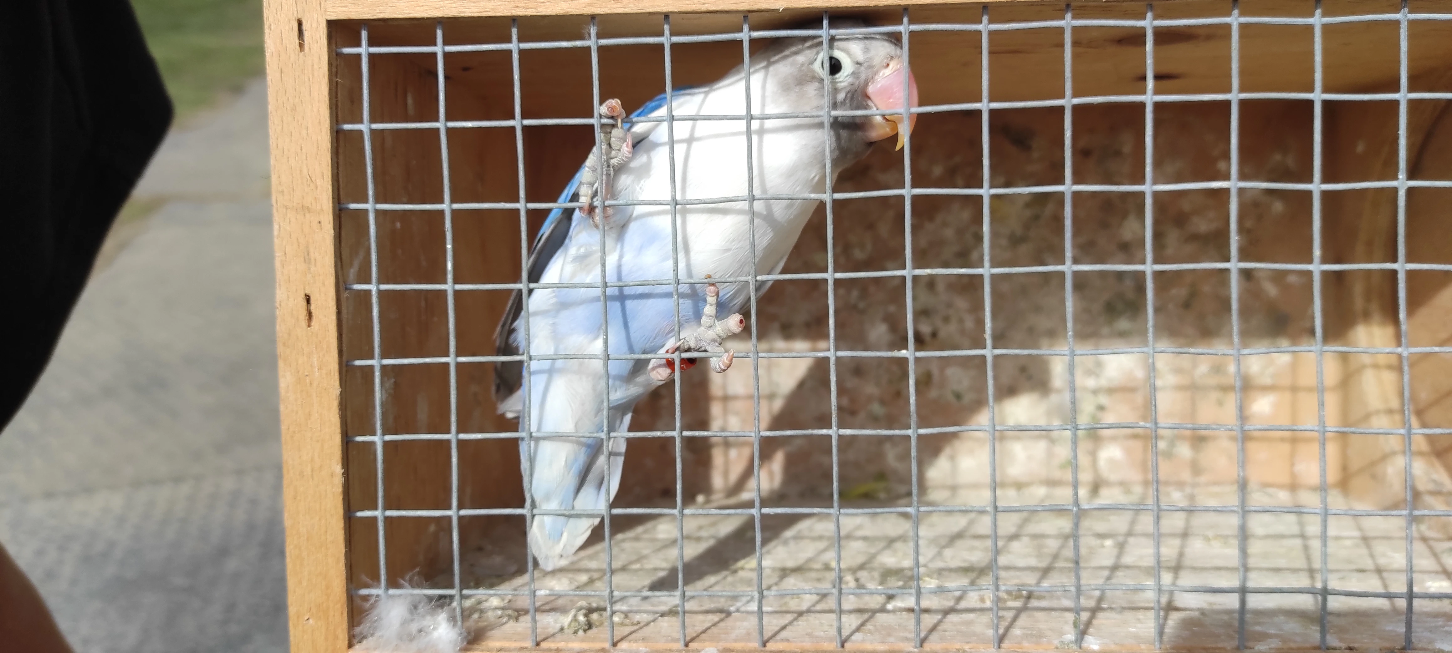 Agapornis škraboškový samec