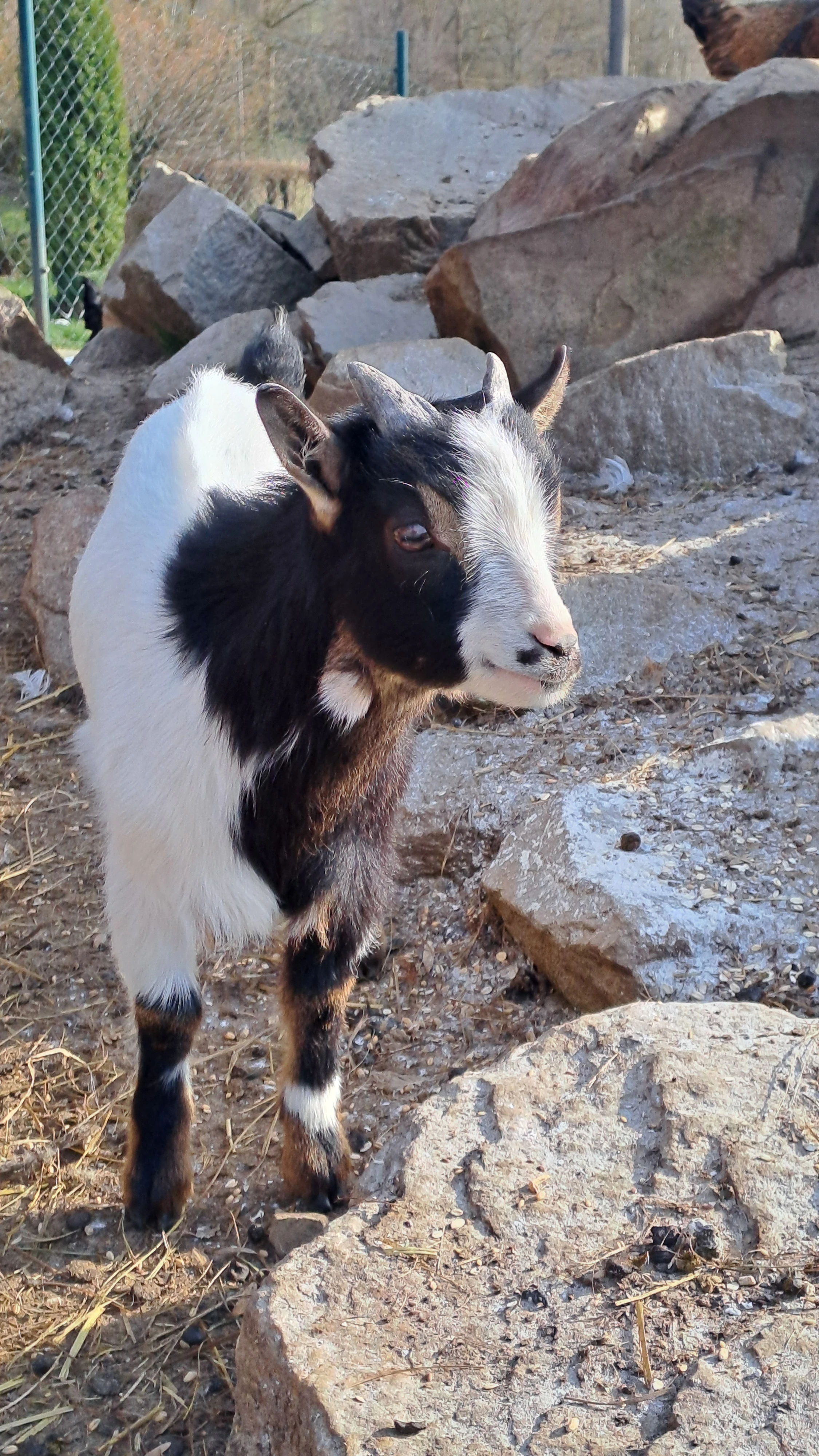 Holandská zakrslá koza - kůzle