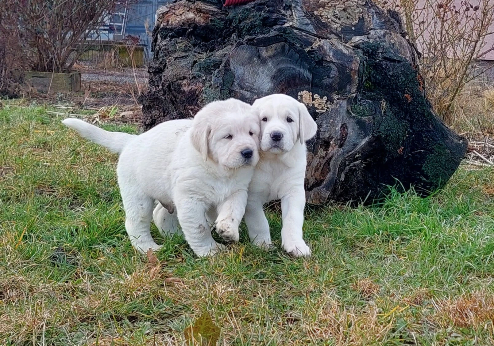 Středoasijský pastevecký pes, SAO štěňata s PP FCI, Alabai