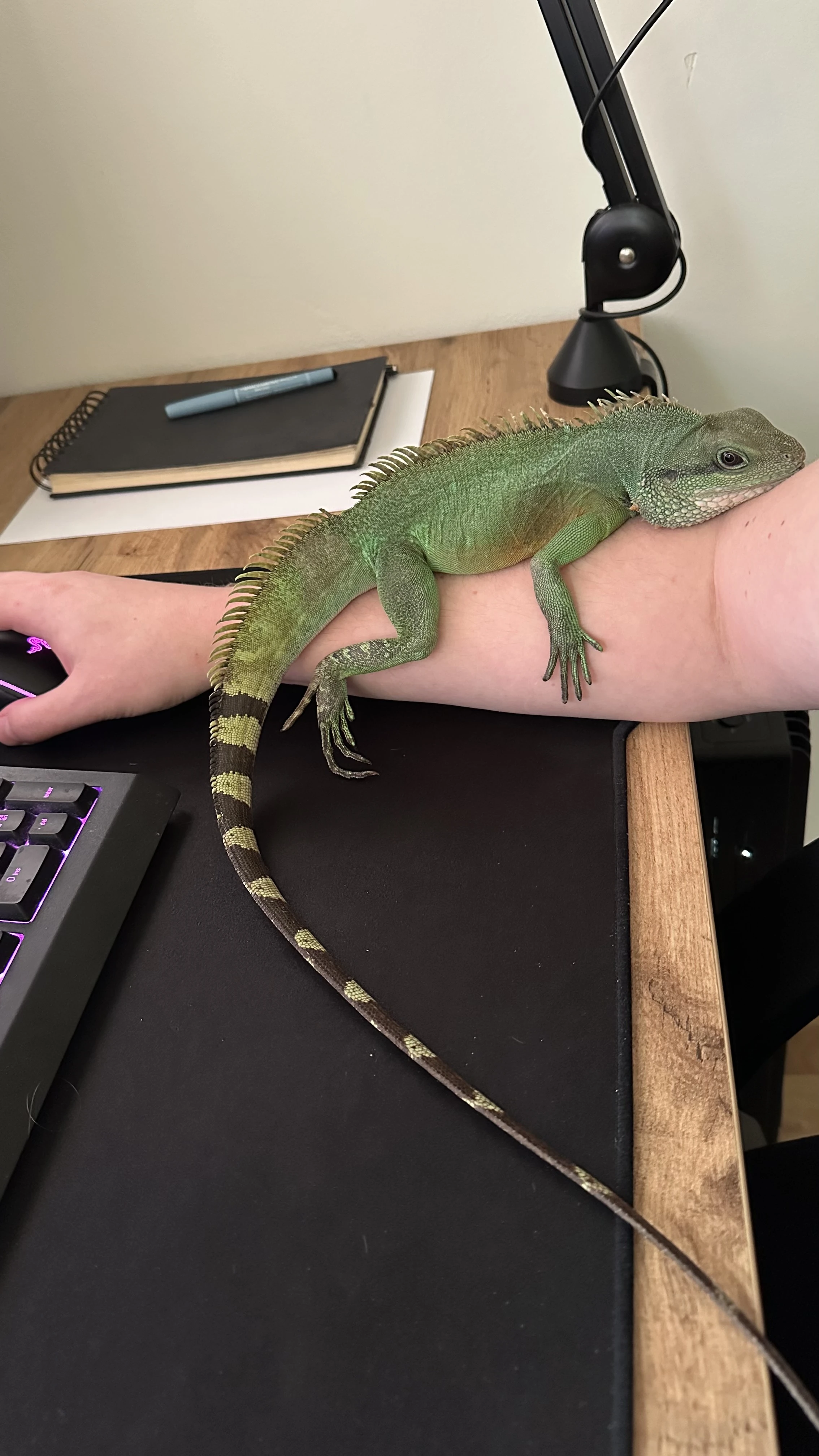 Tropické biopaludárium  3 agamy kočinčinské