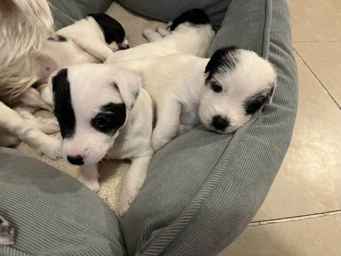 Parson russell terier