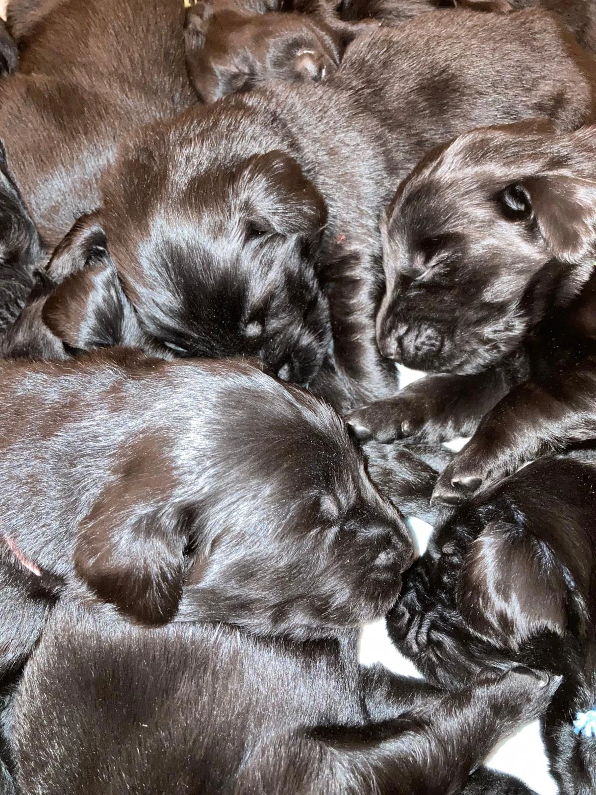 Štěňátka Flat Coated Retriever s PP