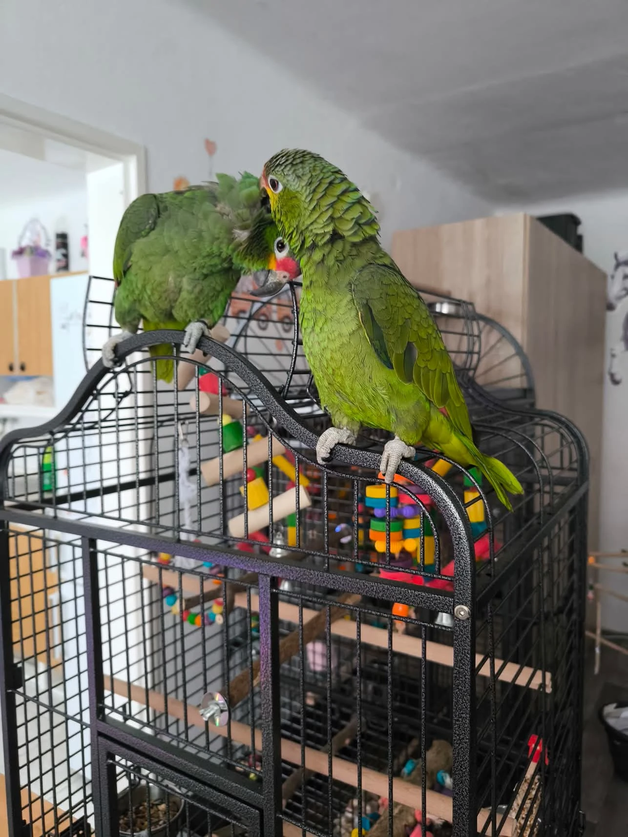 Prodám samičku a samečka