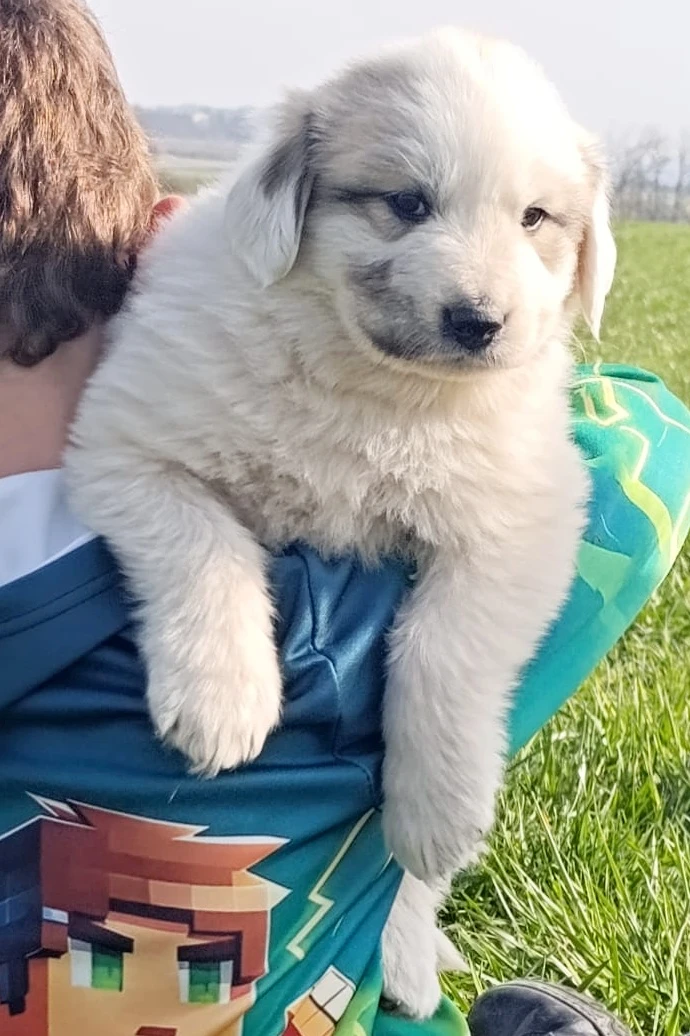 Pyrenejský horský pes  štěňátka