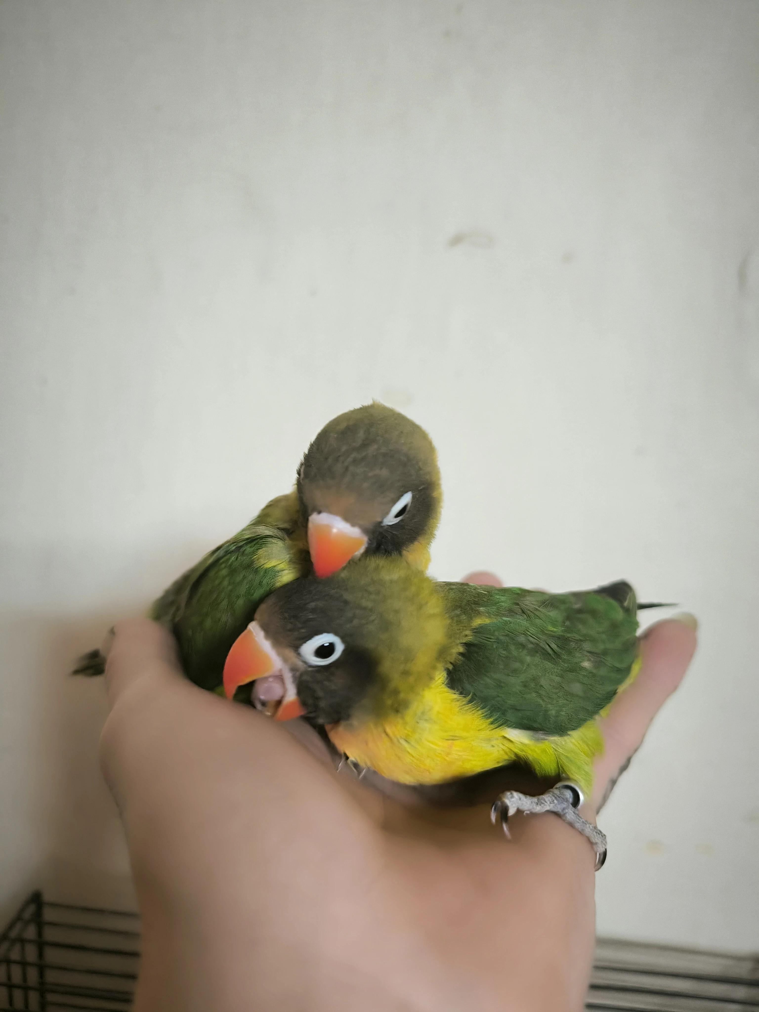 Agapornis škraboškový