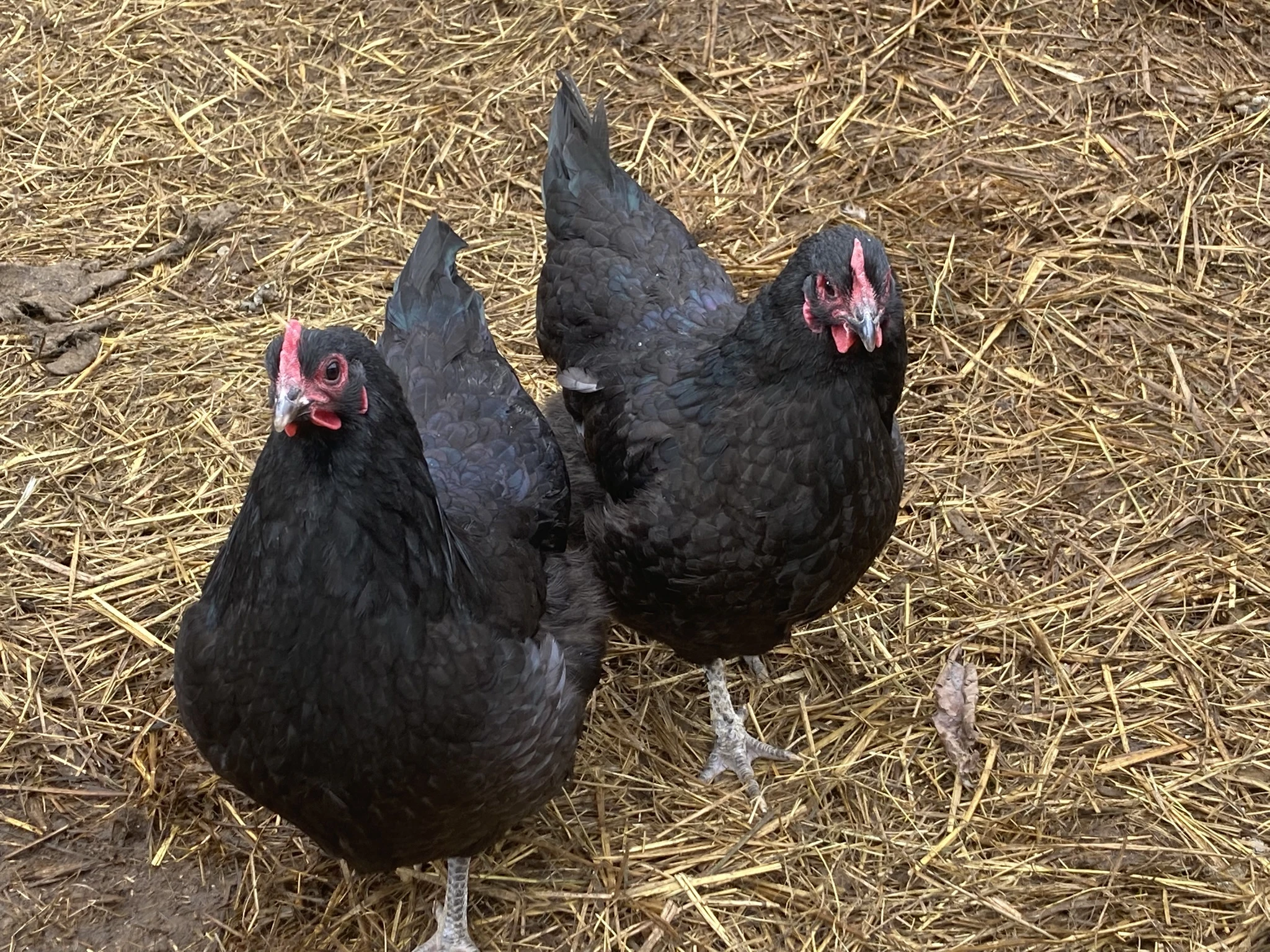 Prodam mlade australky