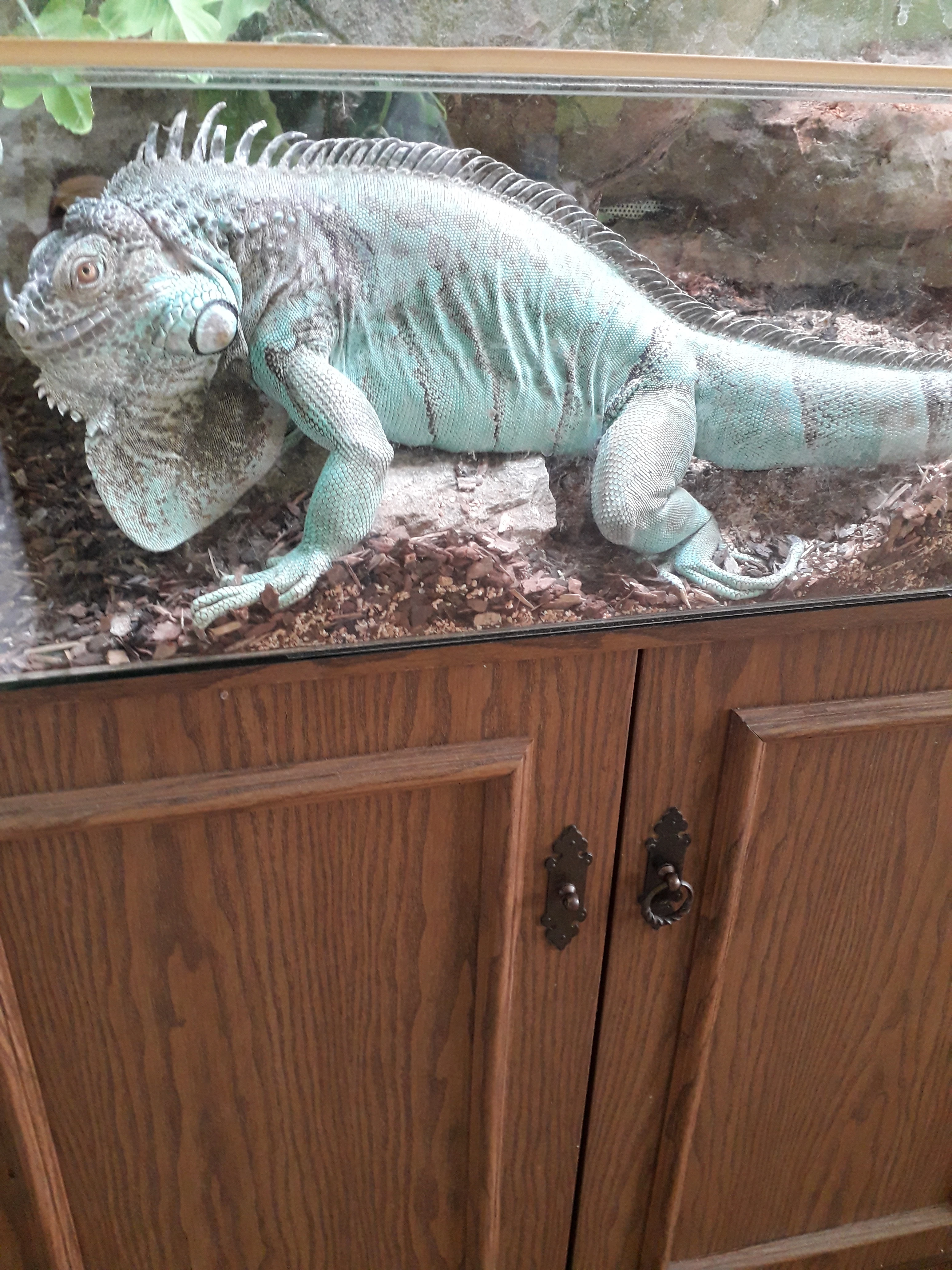 Prodám leguana modrého