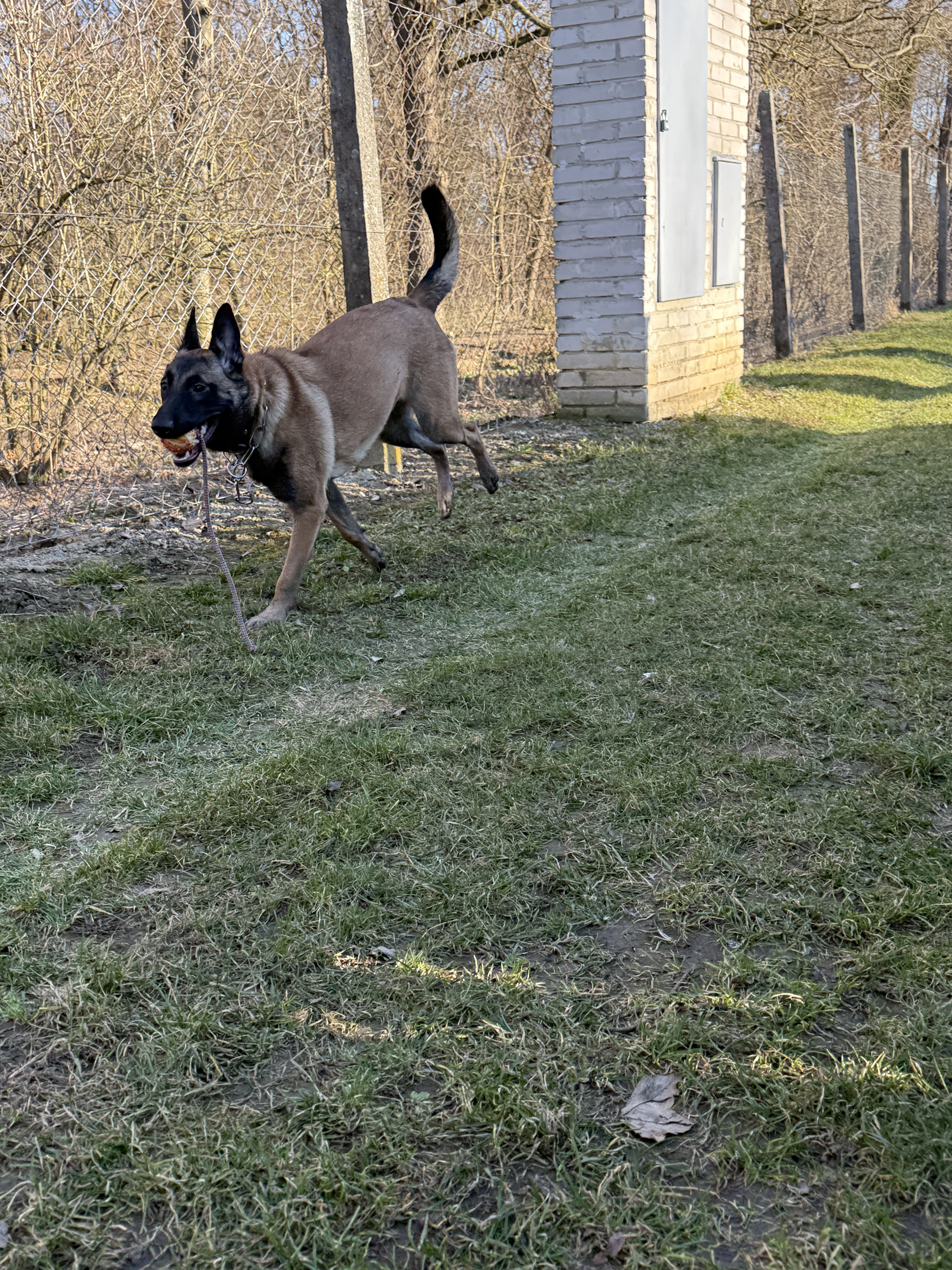 Prodám Belgický ovčák Malinois
