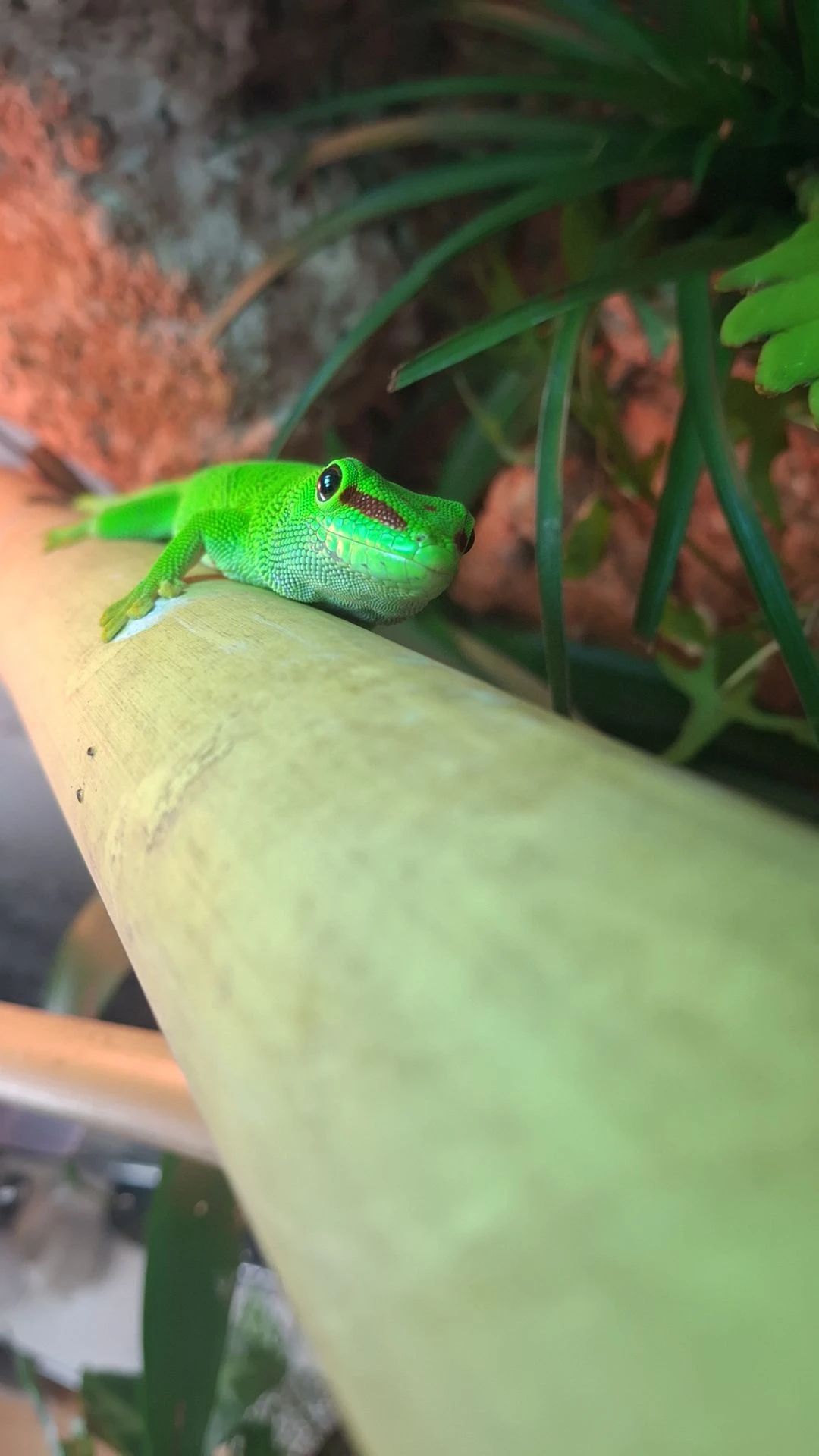 Phelsuma Grandis