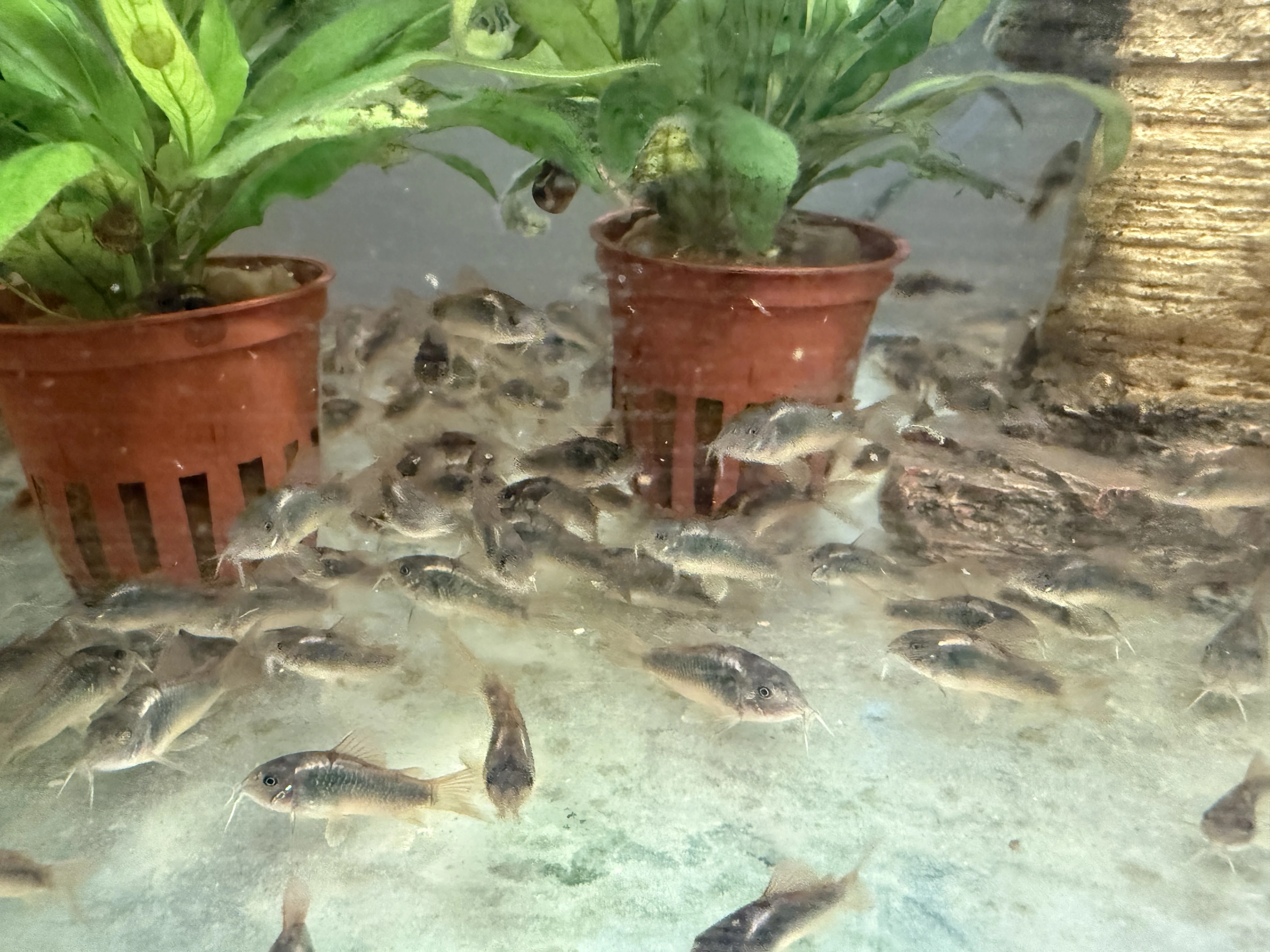 Pancéřníček zelený