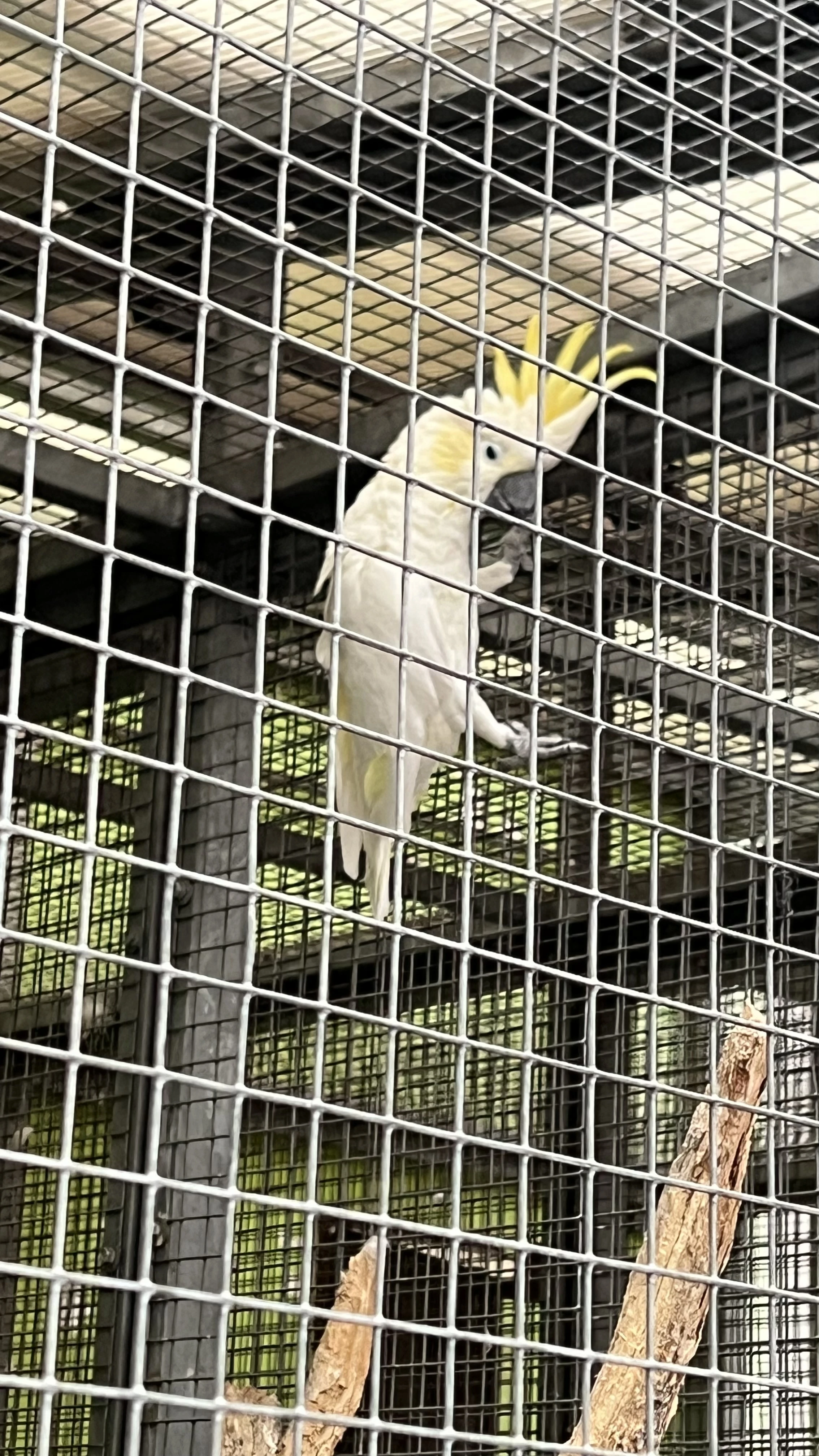 Samec kakadu žlutolící