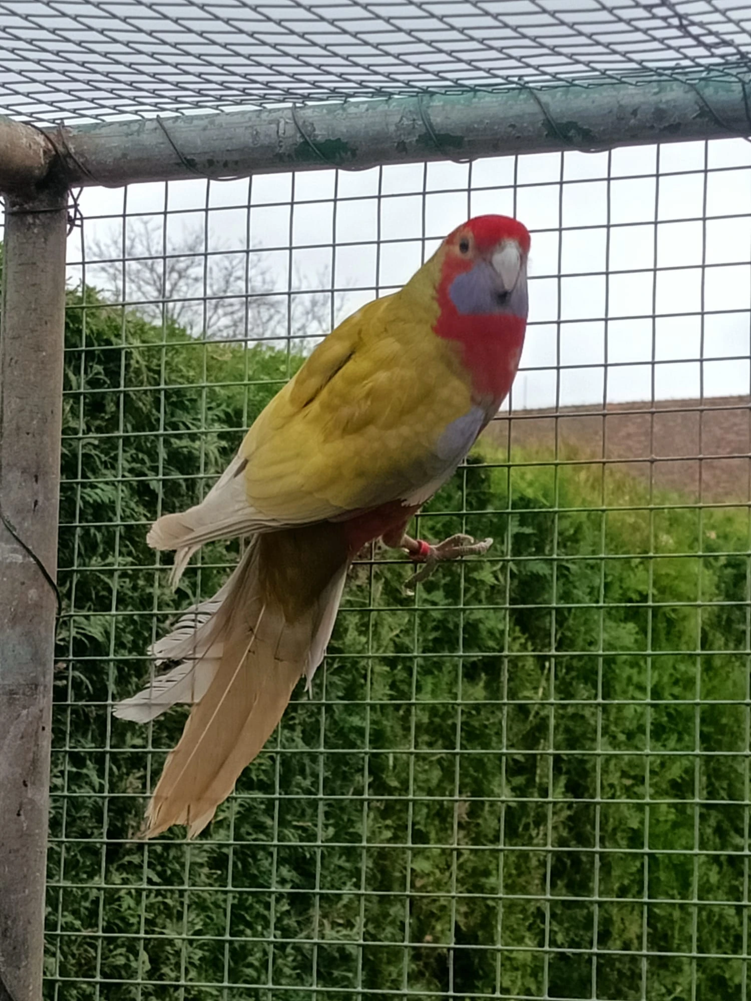 Prodám Roselu penant