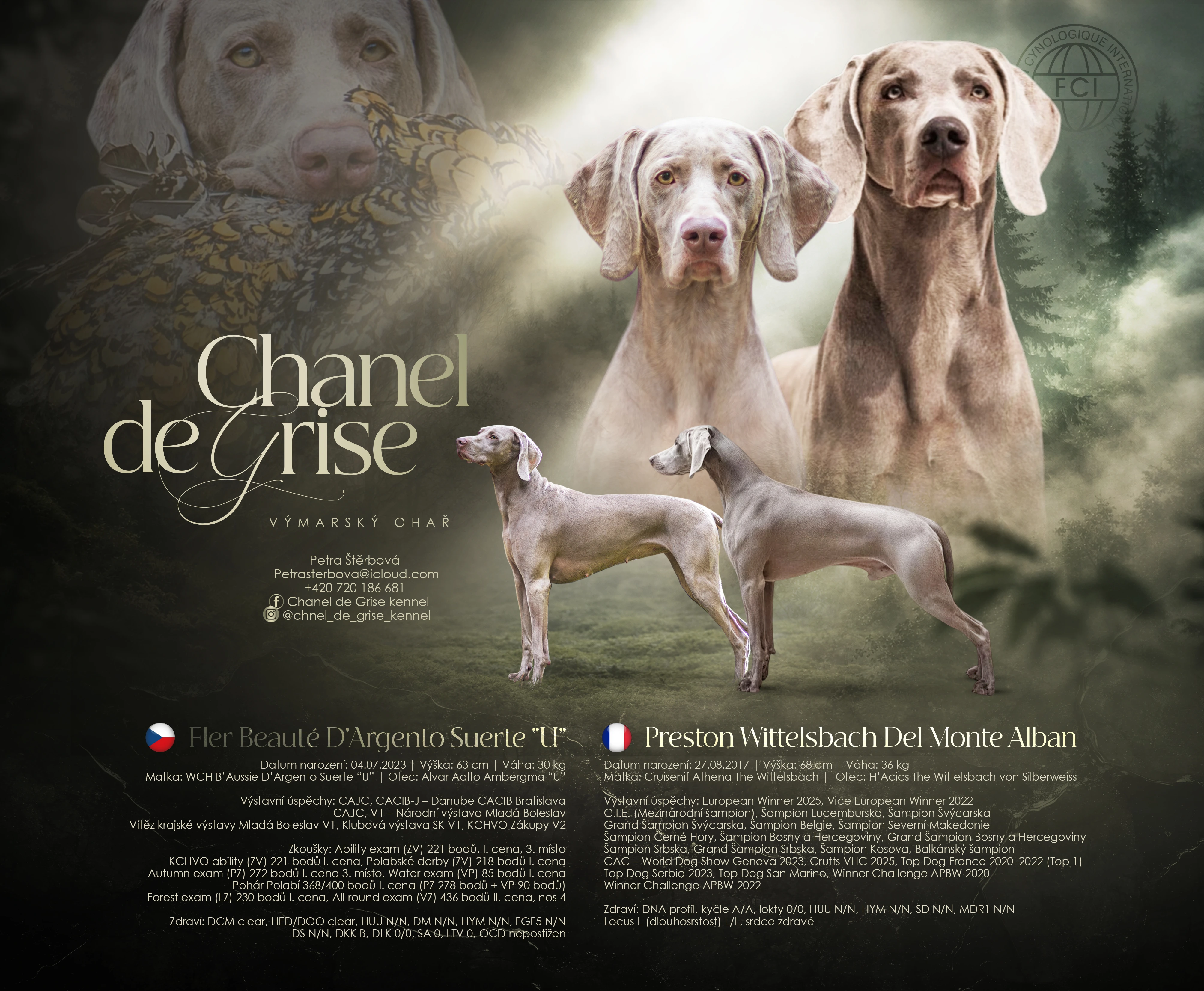 Štěňátka výmarský ohař s PP