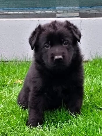 Německý ovčák s PP - štěňata