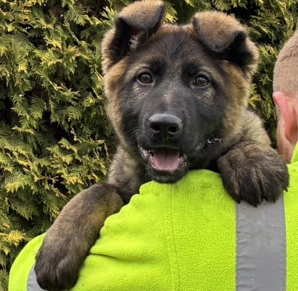 Německý ovčák mohutná fenka vhodná do rodiny