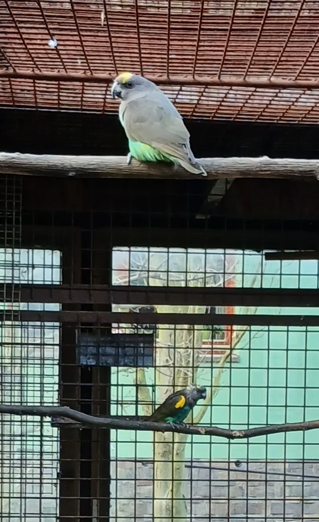 Papoušek žlutotemenný 1,1