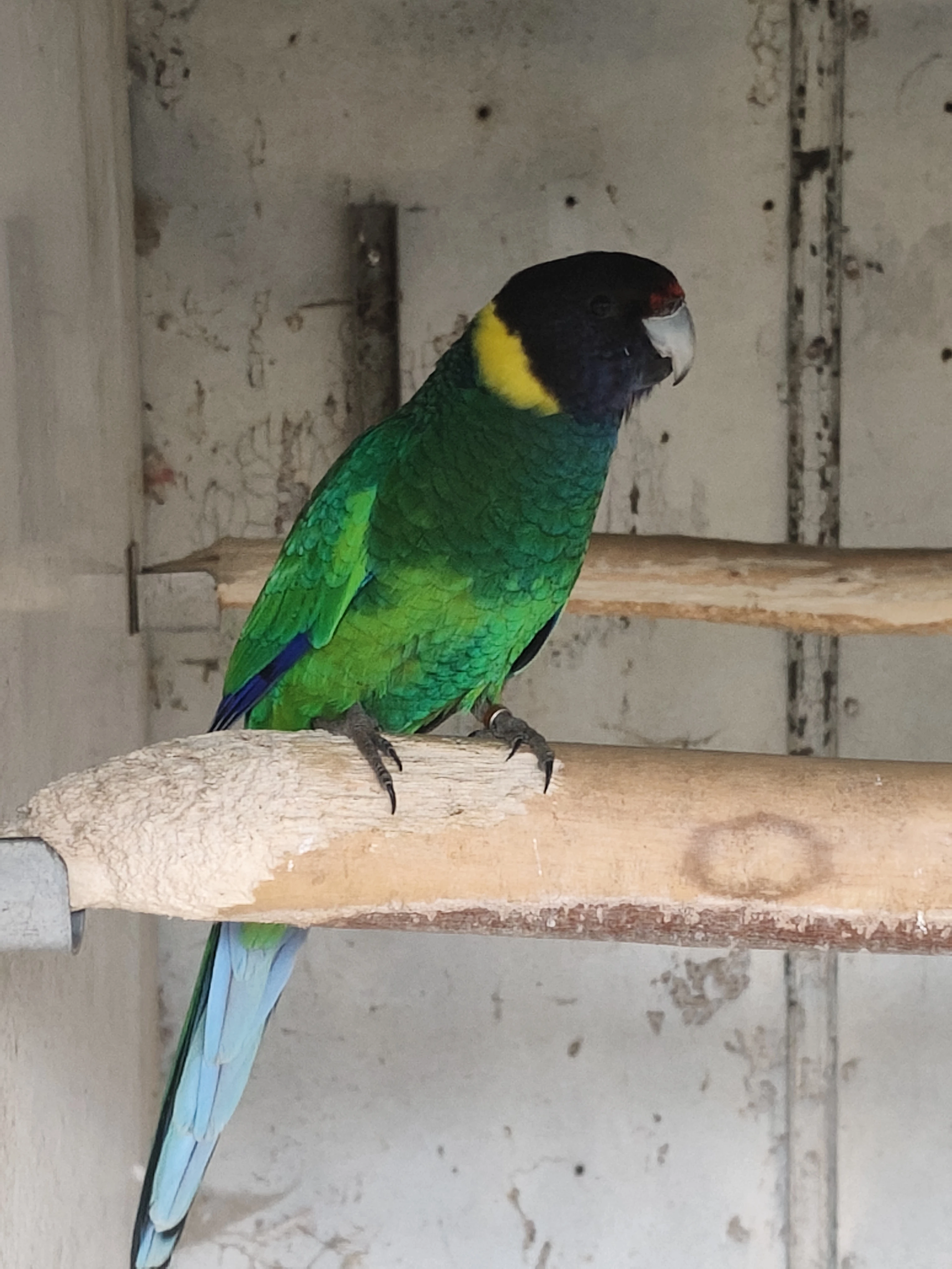 Barnard, rosela, královský žlutý