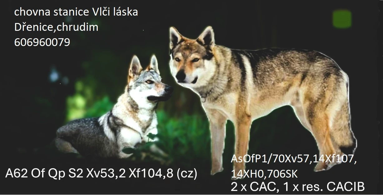 Štěňata Československého vlčáka s PP