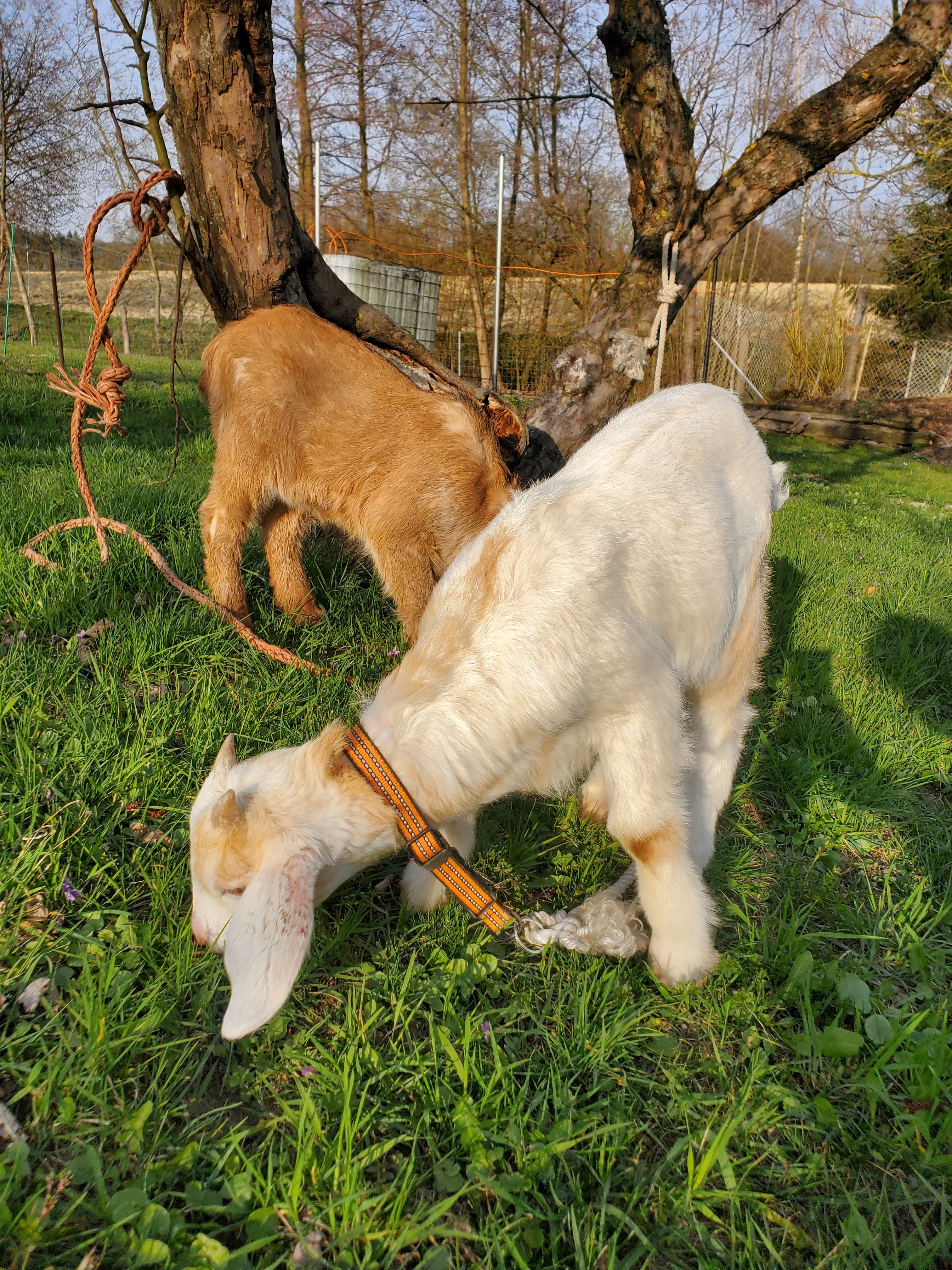 Prodej letosnich kozliku
