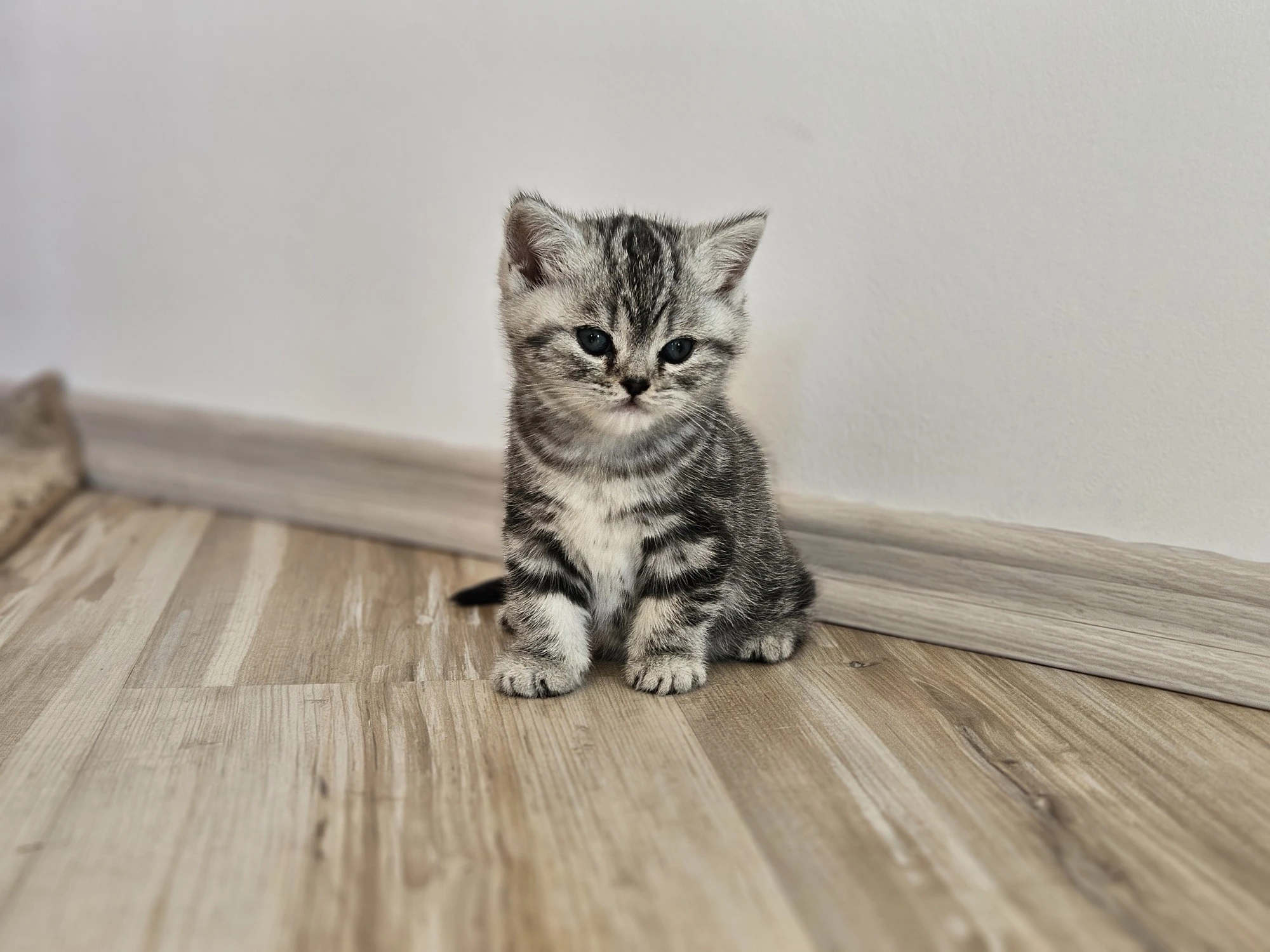 Britská whiskas koťátka s PP