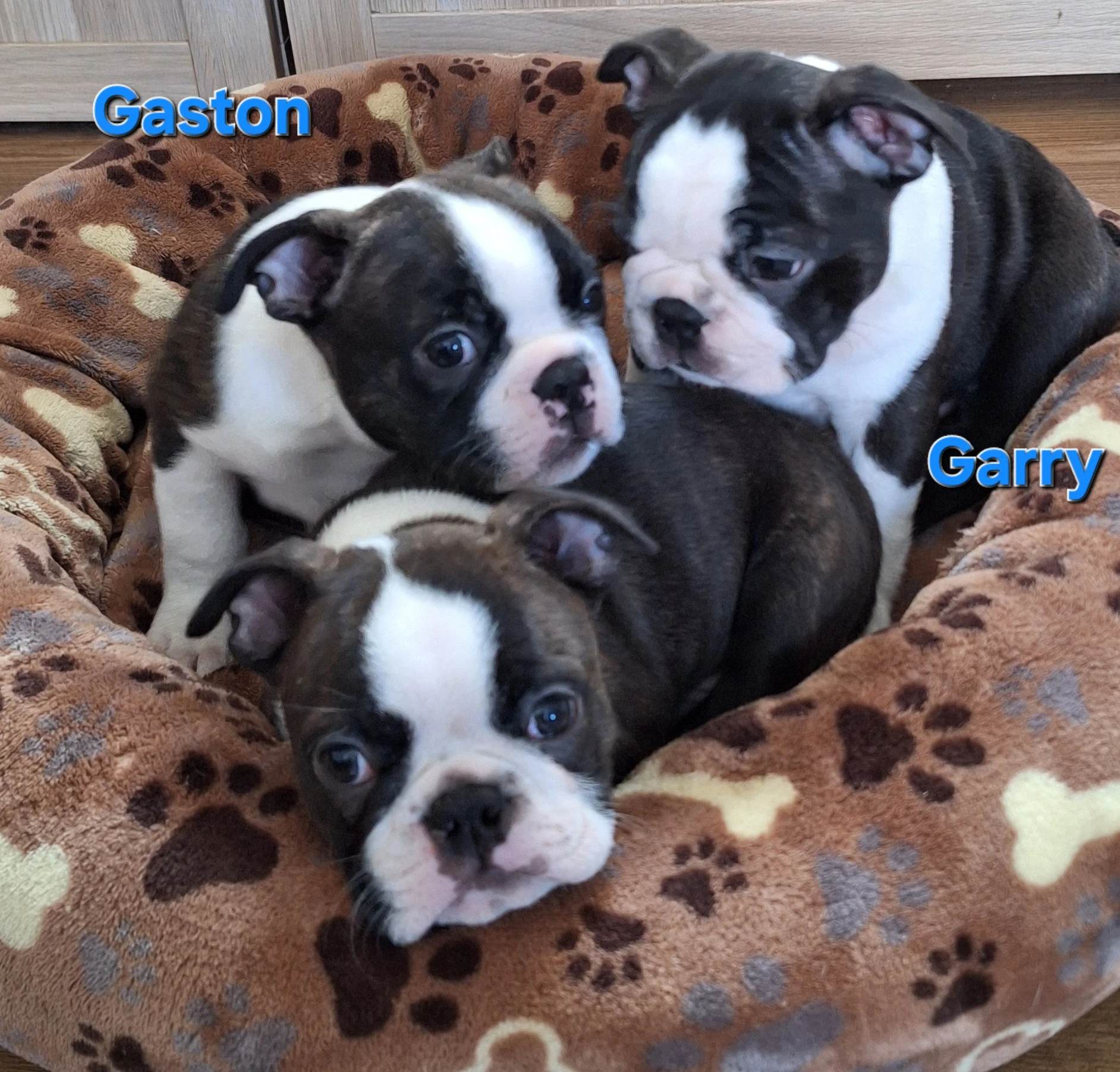 Bostonský teriér - štěňátka