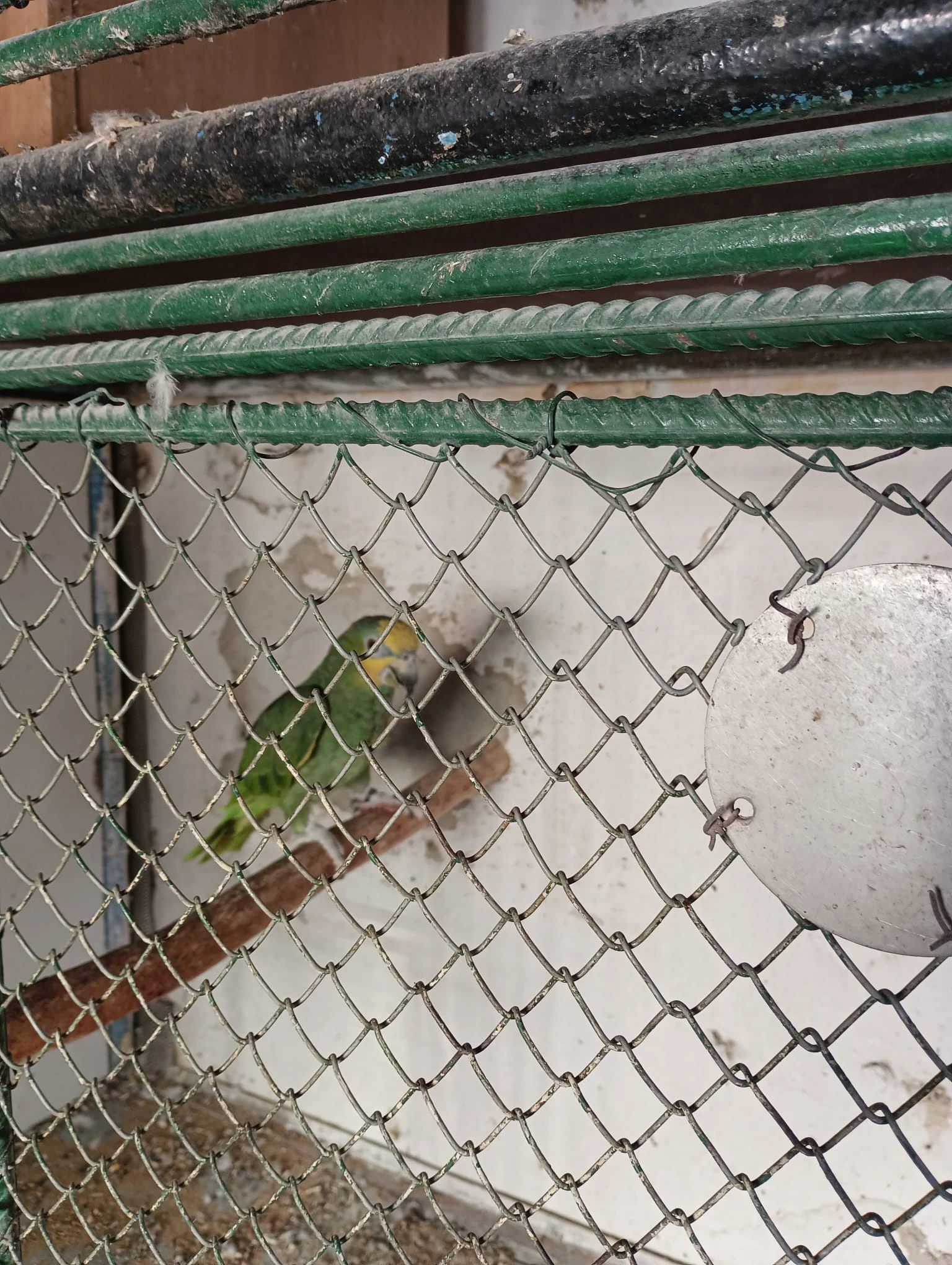 Amazoňan oranžovokřídlý