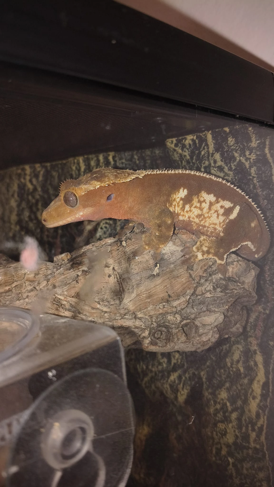 Prodám samici pagekona řasnatého