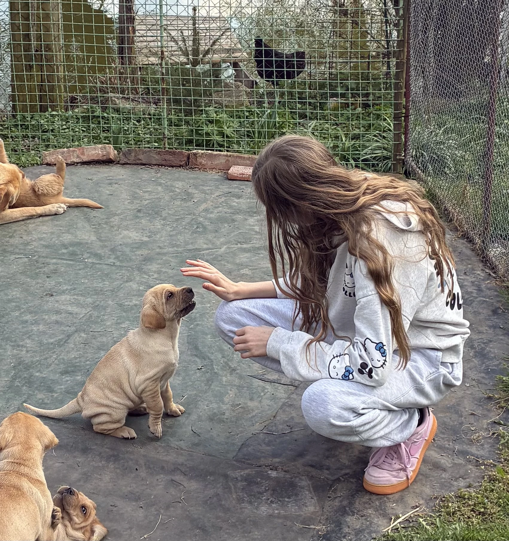 Štěně-pes většího vzrůstu