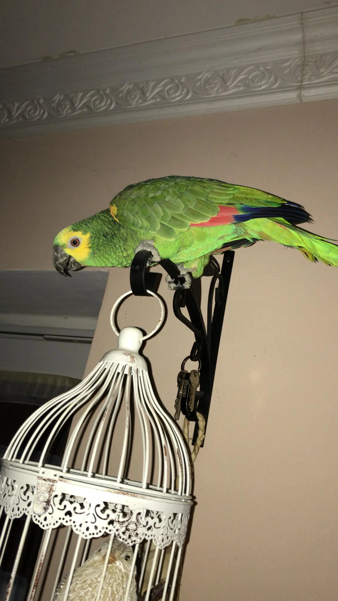 Amazoňan modročelý