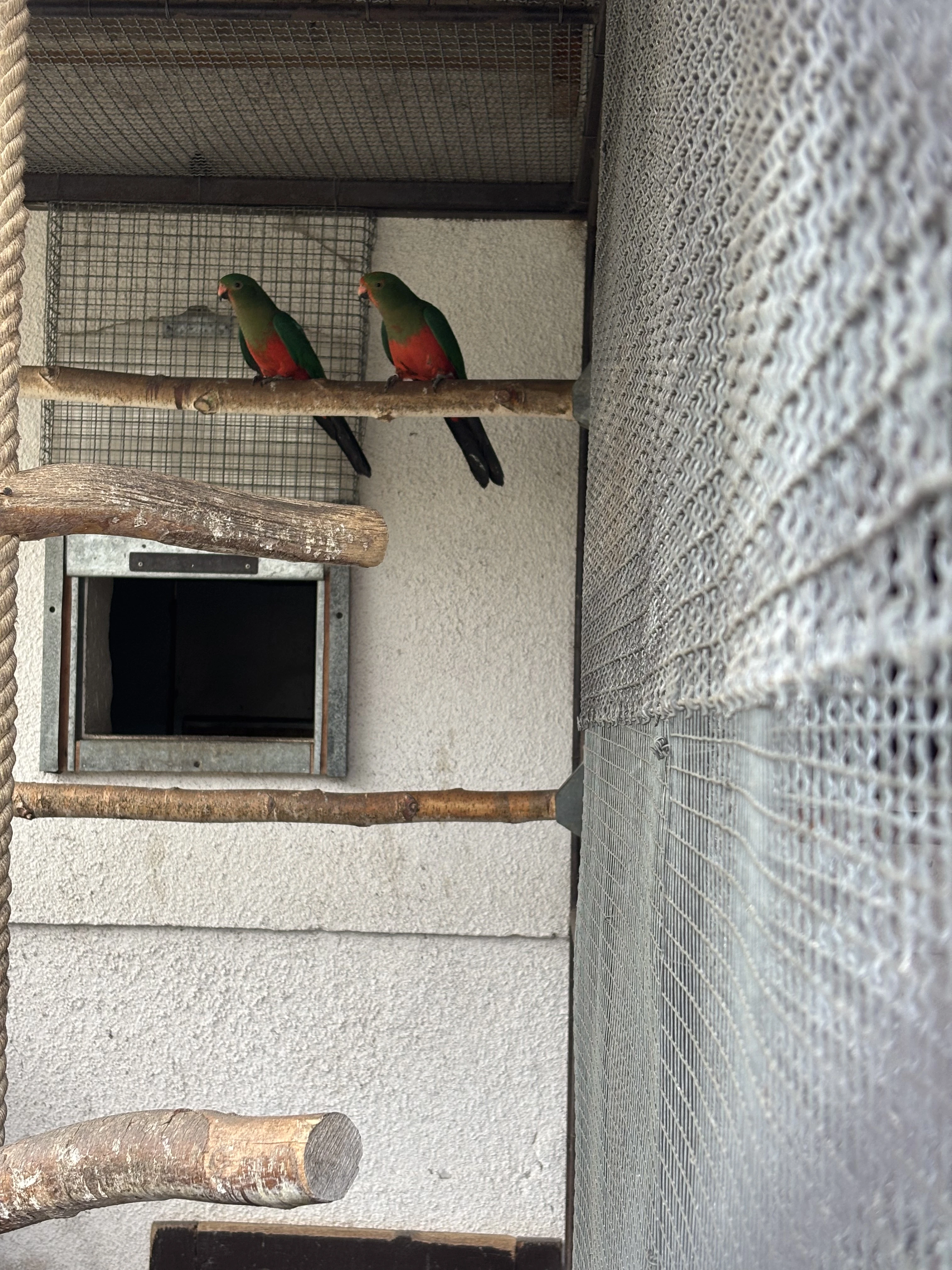 Papoušek královský