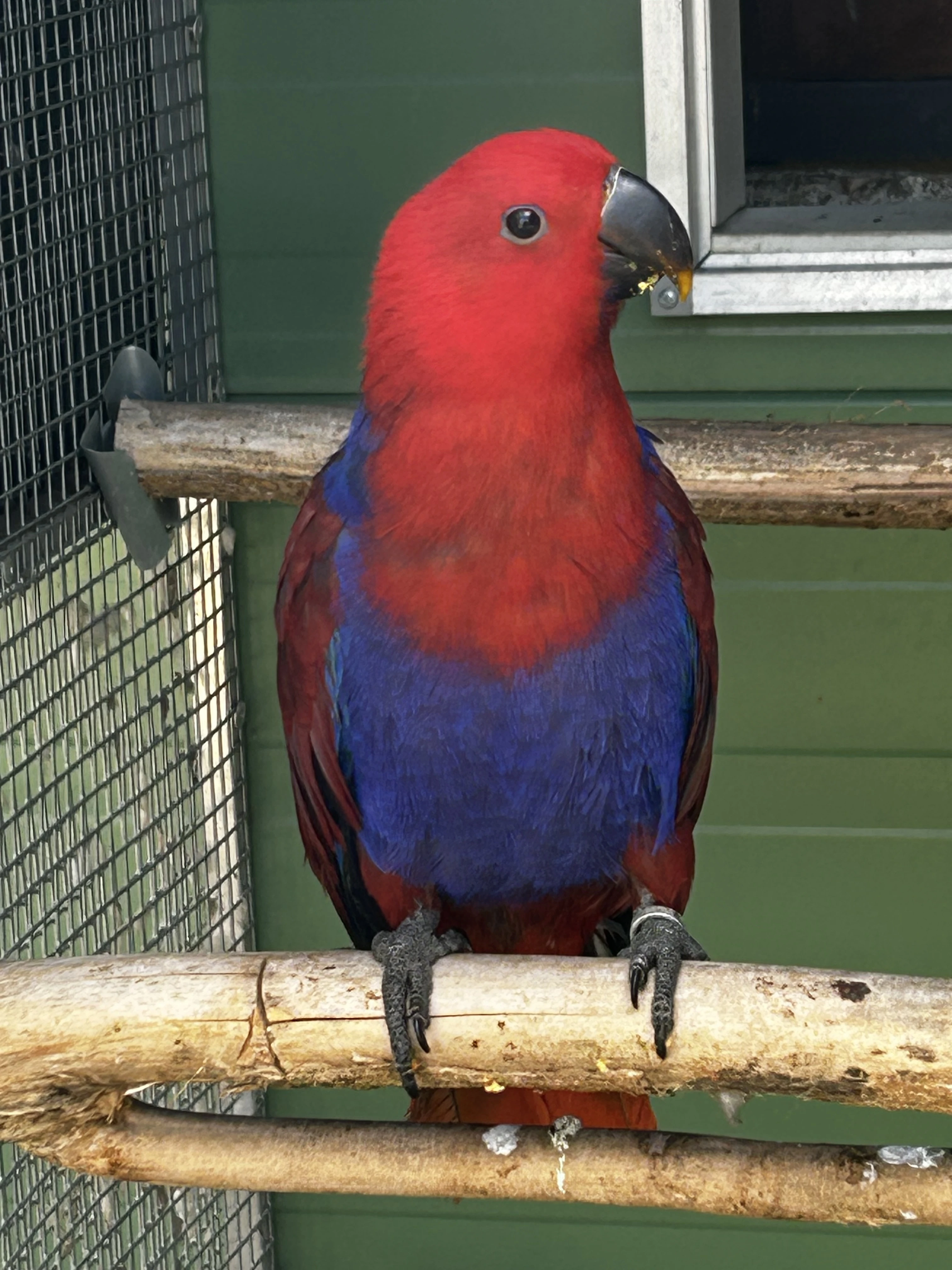 Prodám mladé samicky